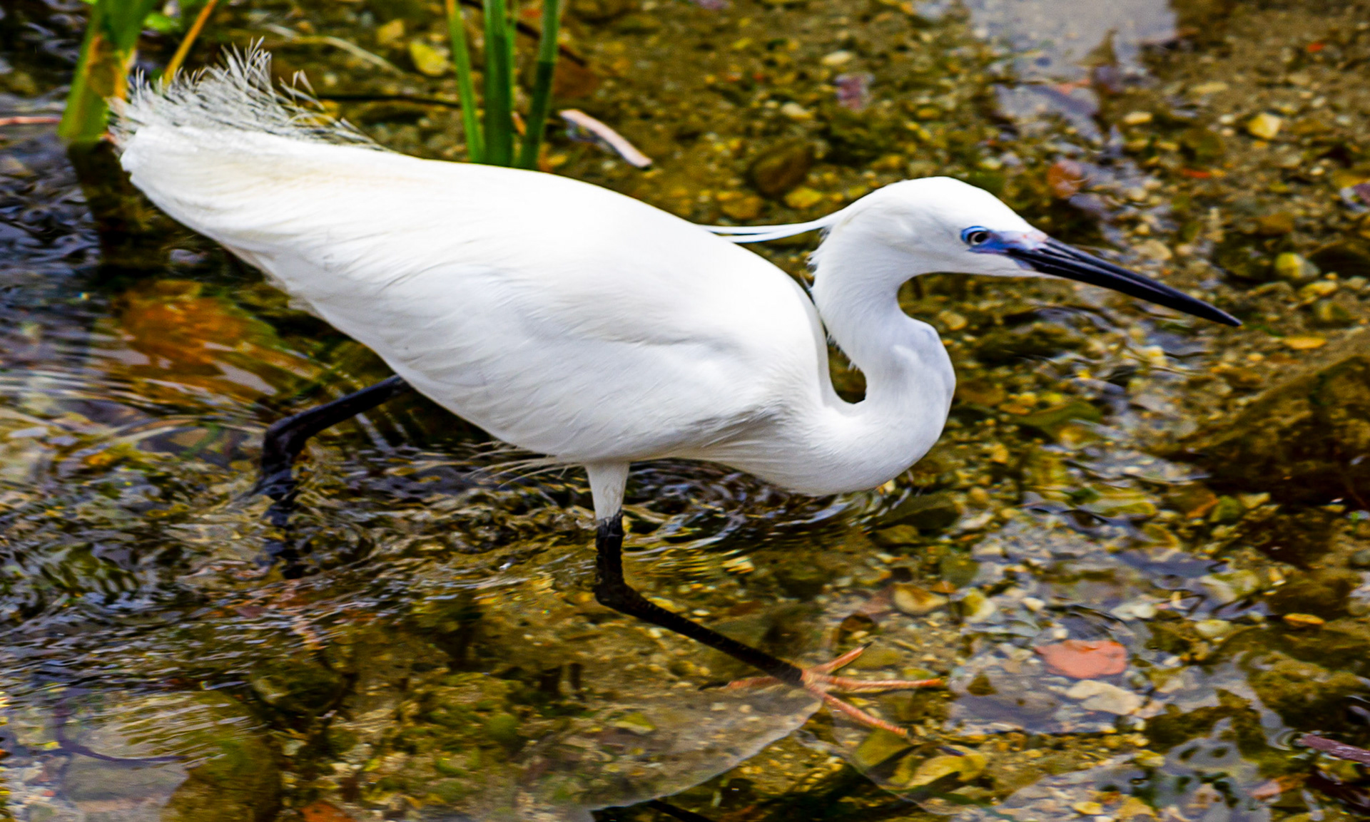 Little Egret at Villajoyosa (La Vila Joiosa) 21 March 2024