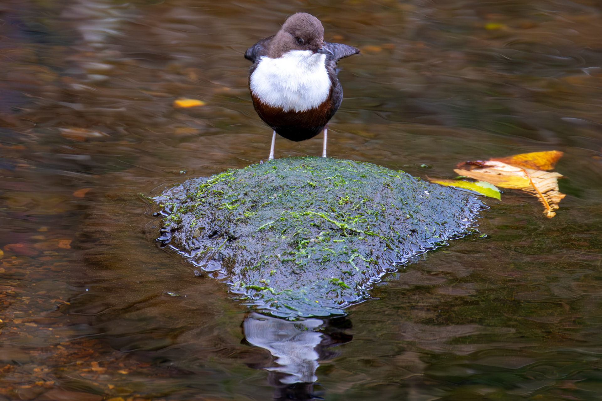 Largs 08 October 2024