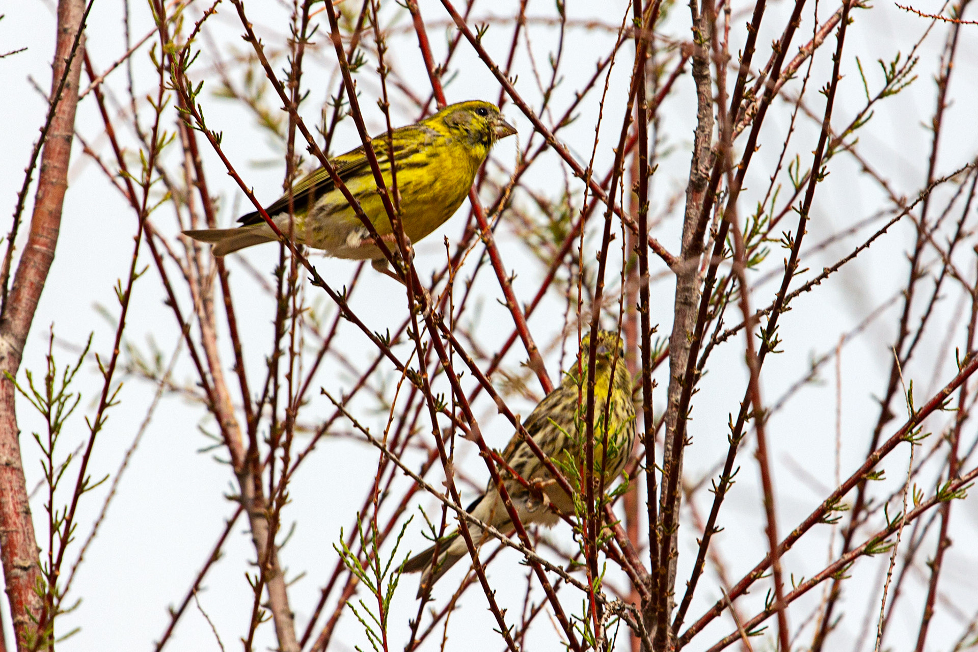 Serins in Altea 18 March 2024