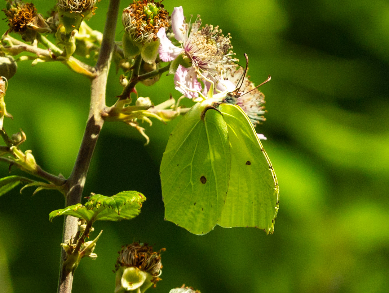 Monteriggioni 22 June 2024