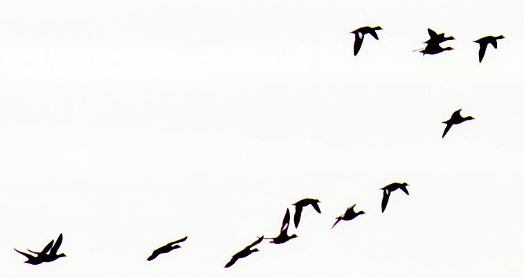 Belhaven 29 Sept 2024