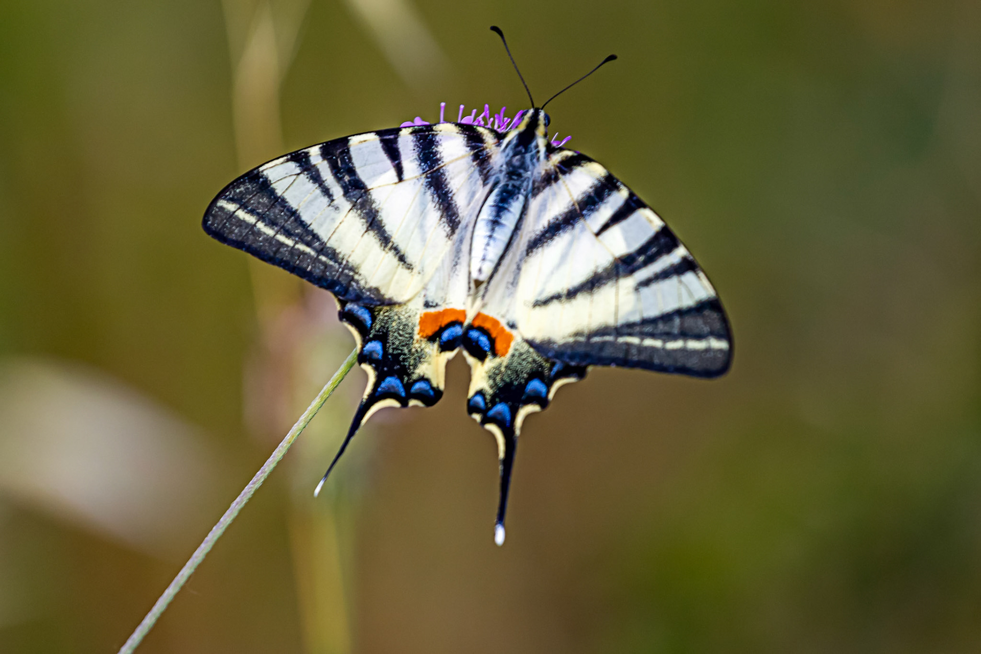 Monteriggioni 22 June 2024