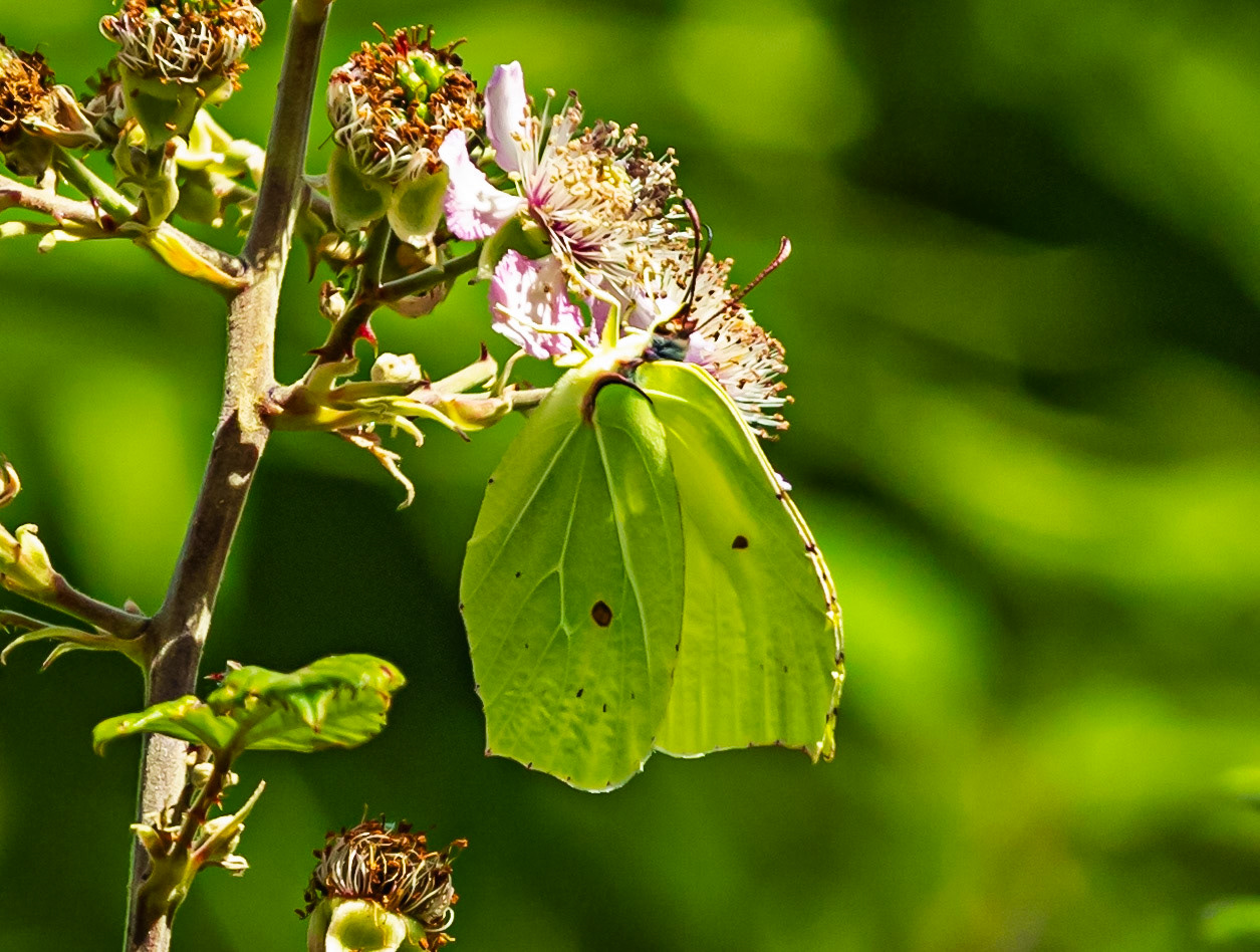 Monteriggioni 22 June 2024