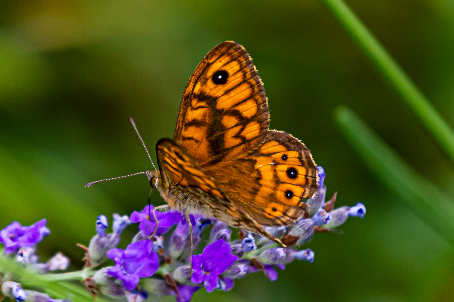 Butterflies in the Medici Fort - Siena 21 June 2024