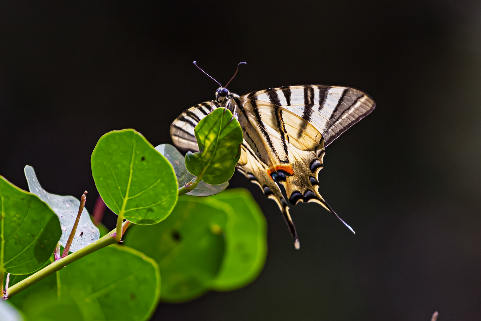 Scarce Swallowtail in the Medici Fort - Siena 21 June 2024