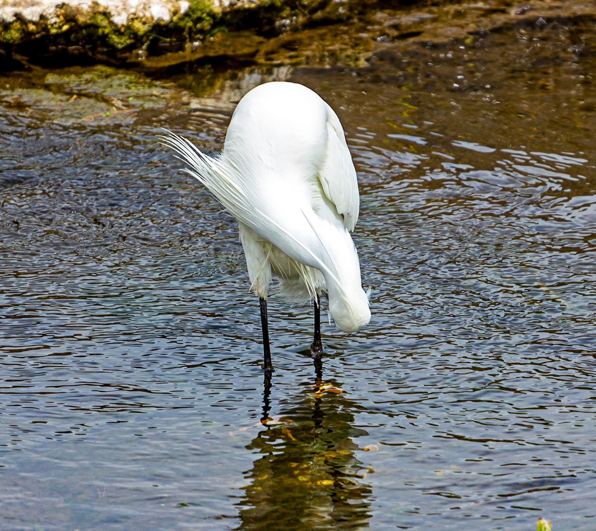 Little Egret at Villajoyosa (La Vila Joiosa) 21 March 2024
