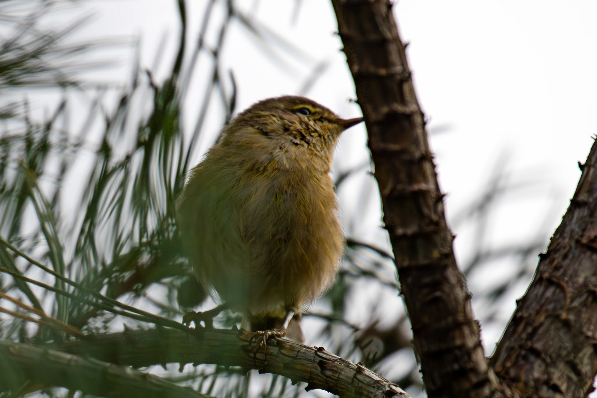 Chiffchaff at Barns Ness 25 Sept 2024
