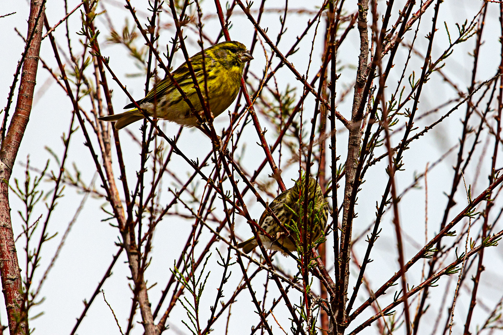 Serins in Altea 18 March 2024