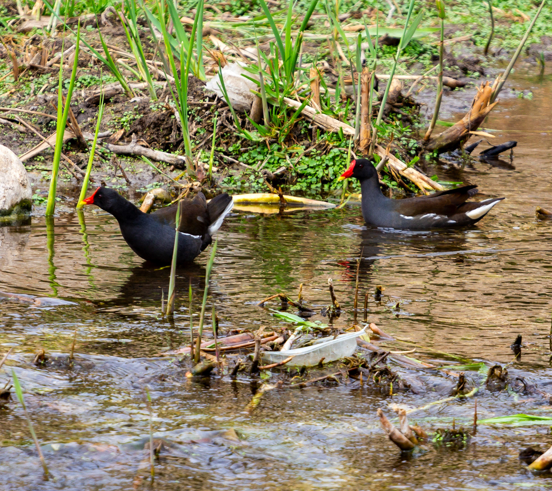 Moorhen at Villajoyosa (La Vila Joiosa) 21 March 2024