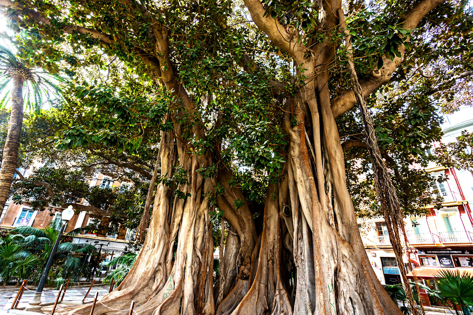 Ficus macrophylla - Mangrove Trees in Alicante Squares 20 March 2024