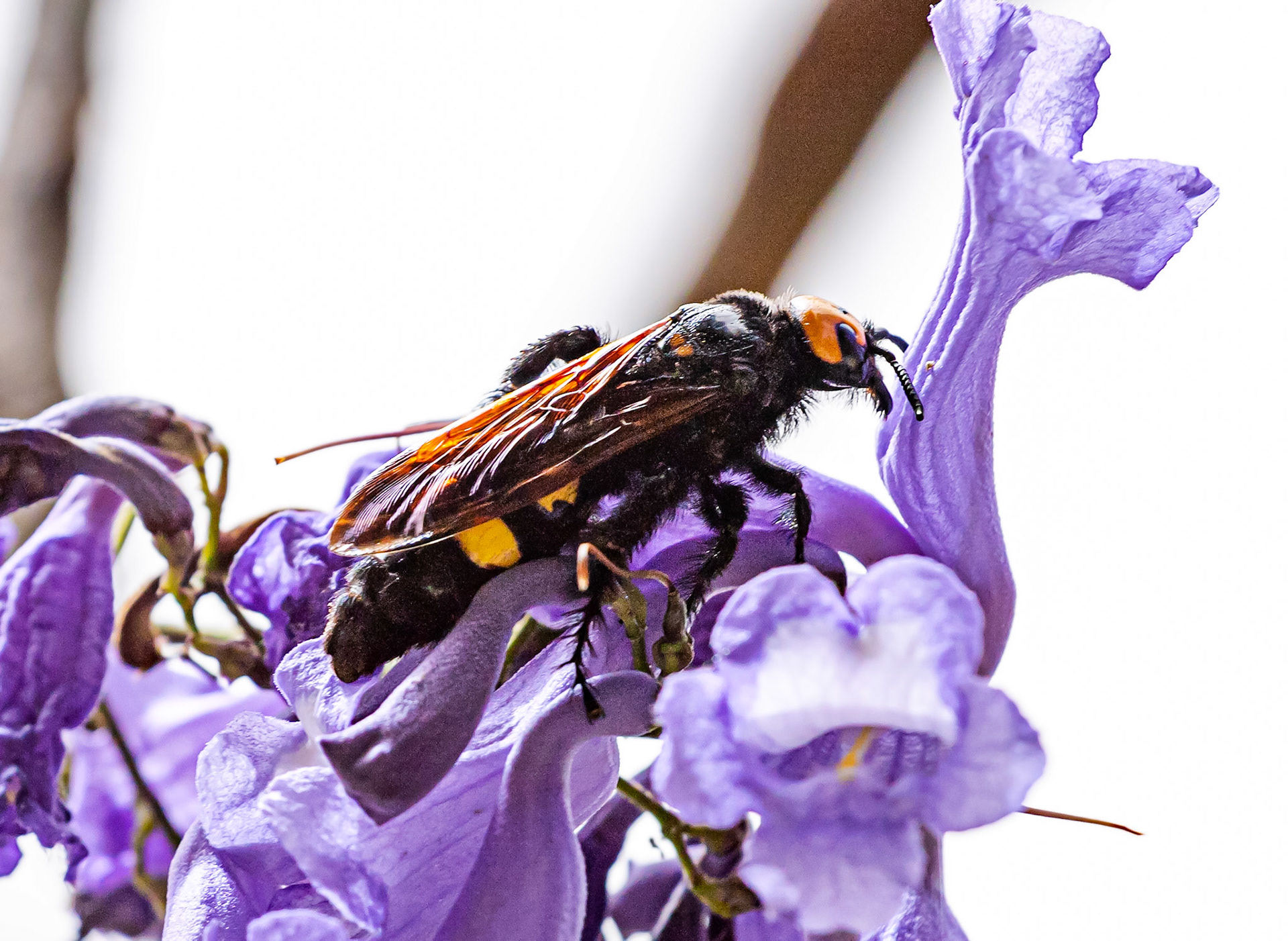Mammoth Wasp in Siena Botanics 19 June 2024