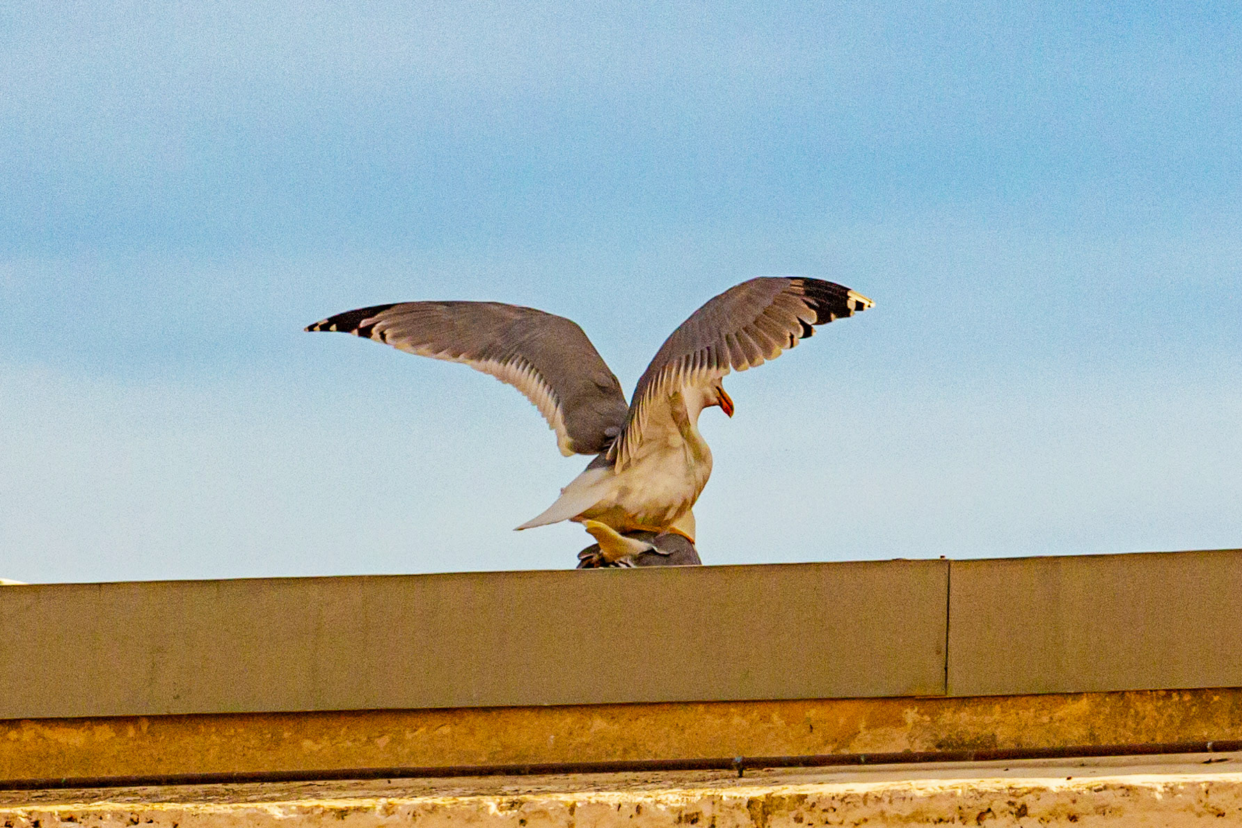 Alicante 17 March 2024