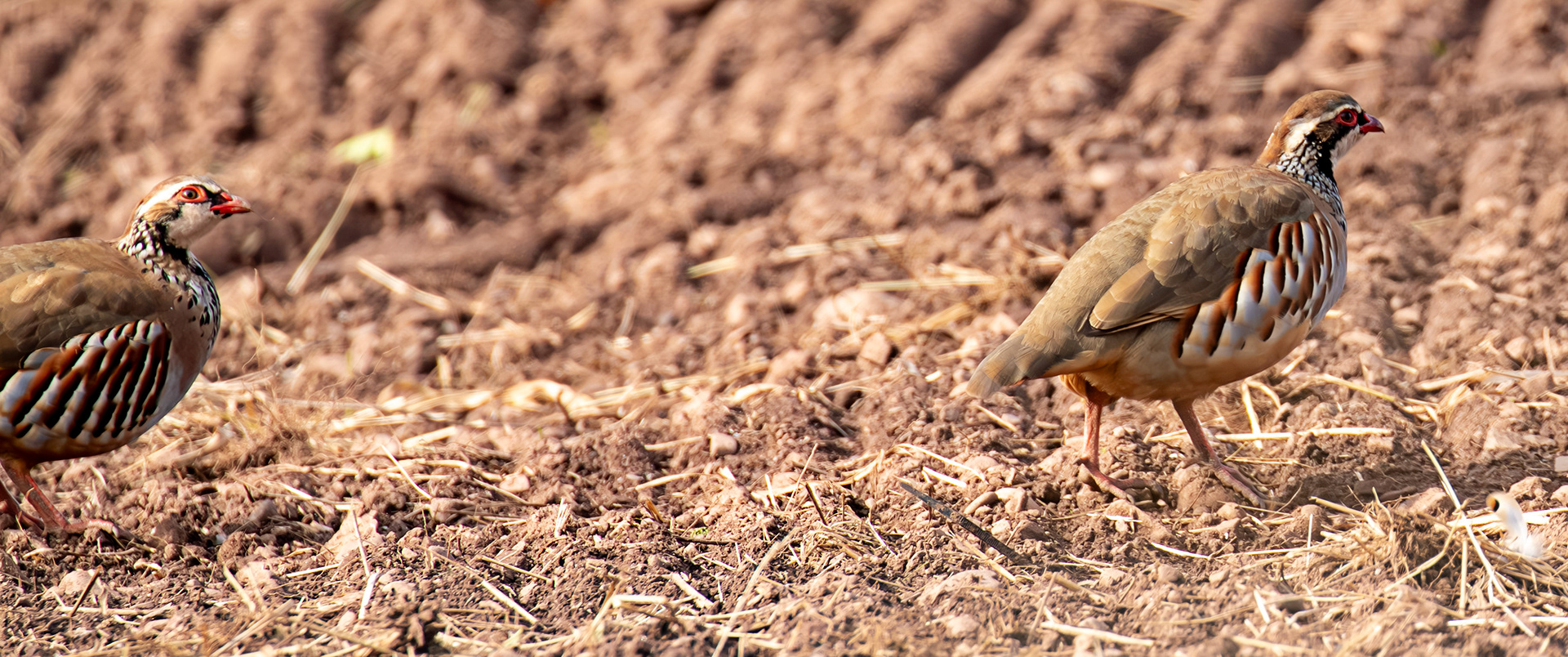 Thurston Mains - Red Legged Partridge 29 Sept 2024