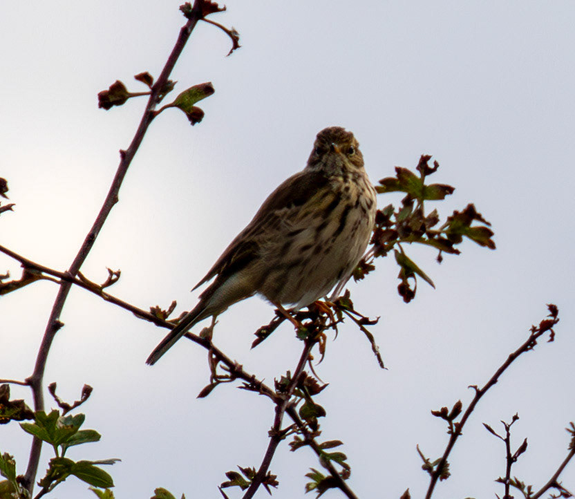 Barns Ness 25 Sept 2024
