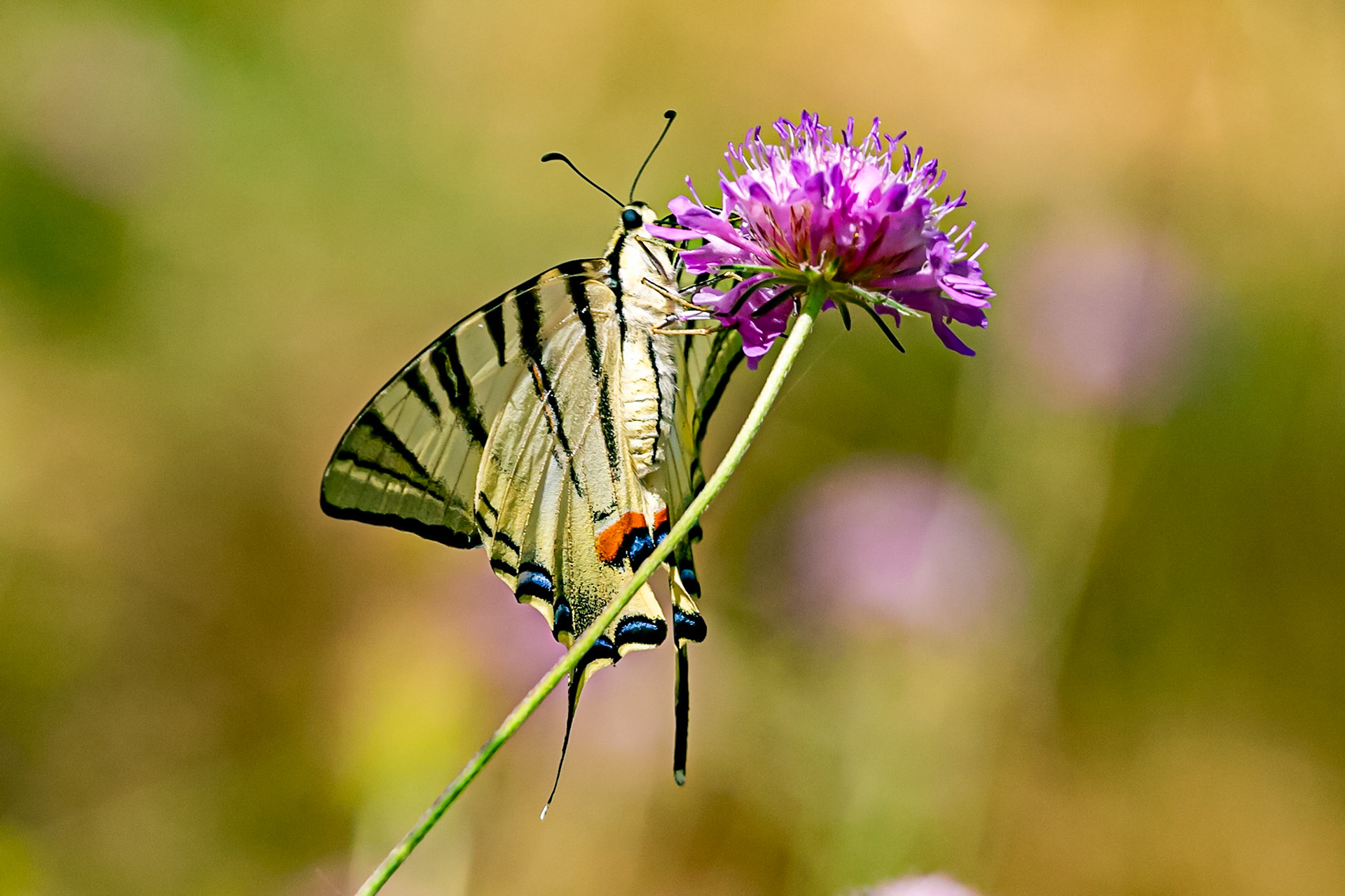 Monteriggioni 22 June 2024