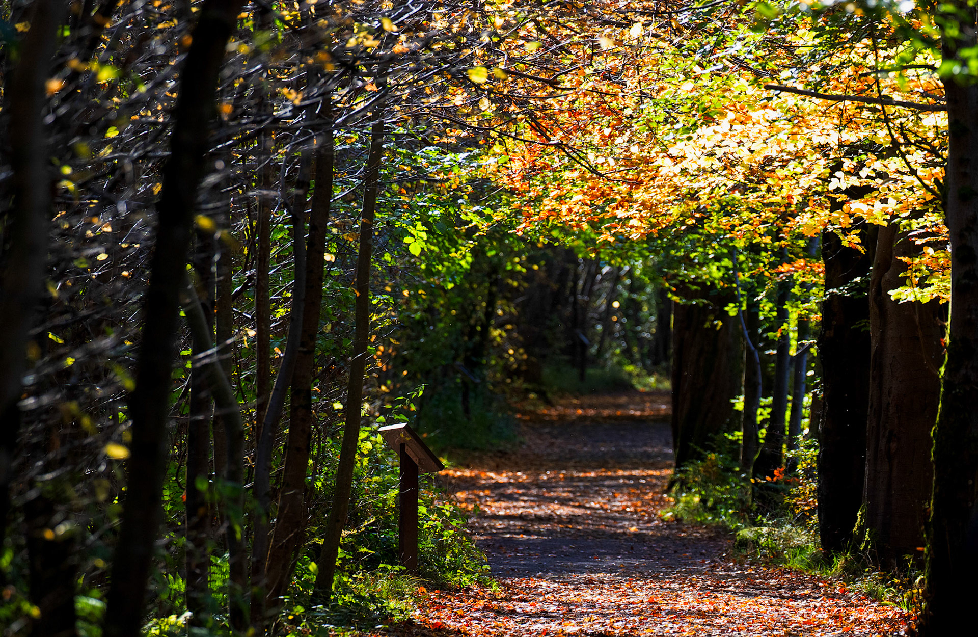 RSPB Lochwinnoch 10 October 2024