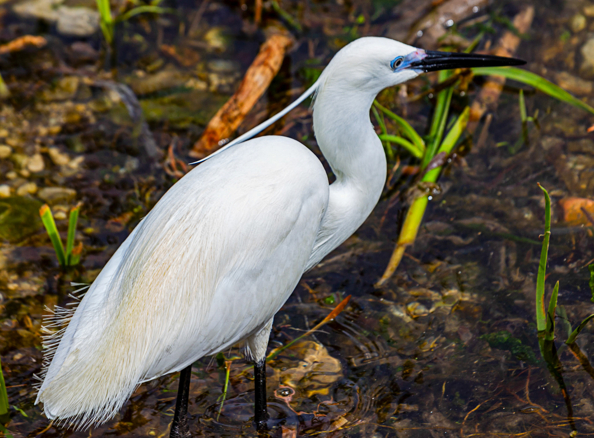 Little Egret at Villajoyosa (La Vila Joiosa) 21 March 2024