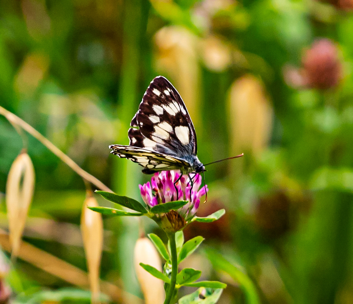 Butterflies in Siena Botanics 19 June 2024