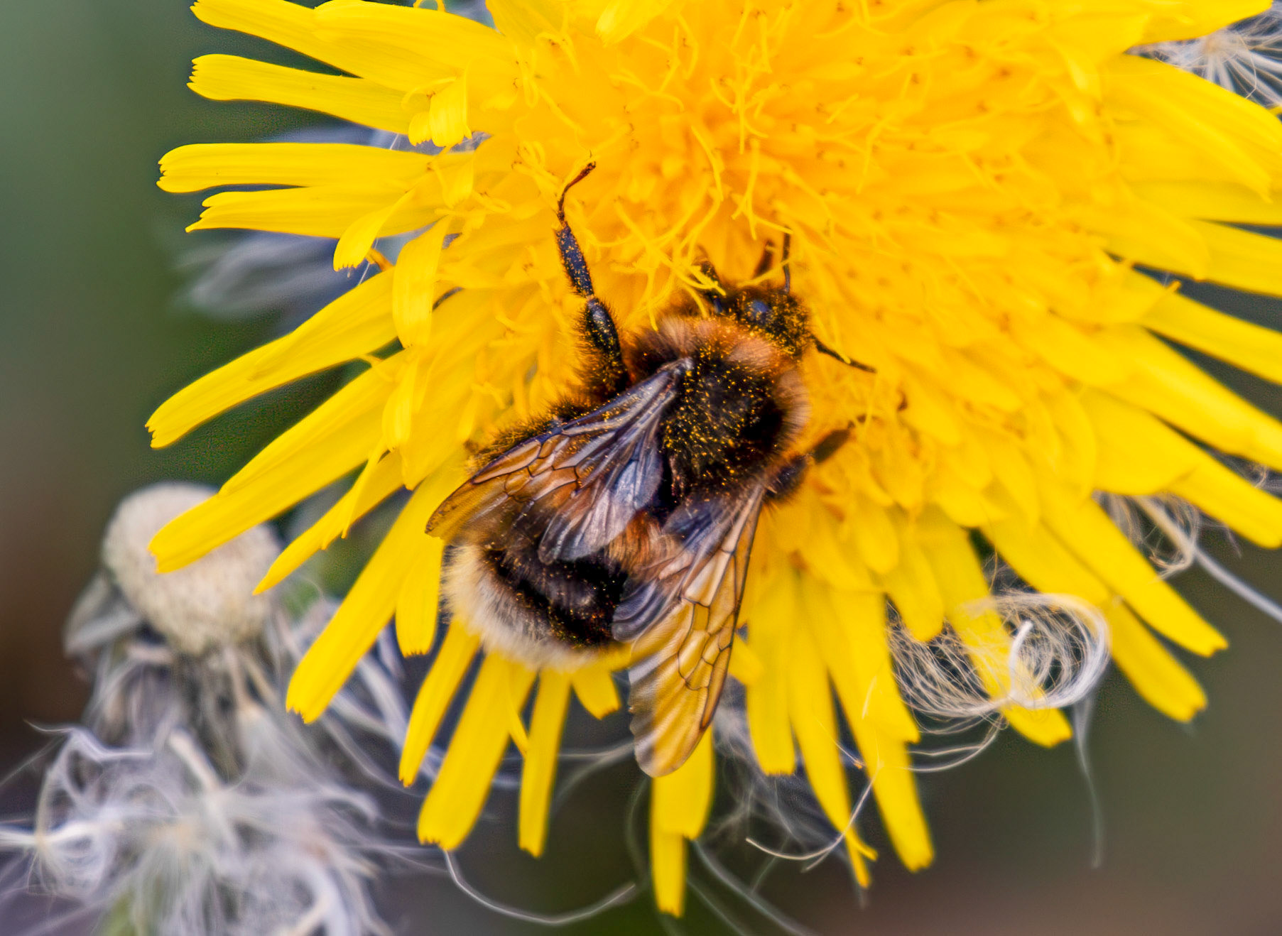 Bee at Barns Ness 25 Sept 2024