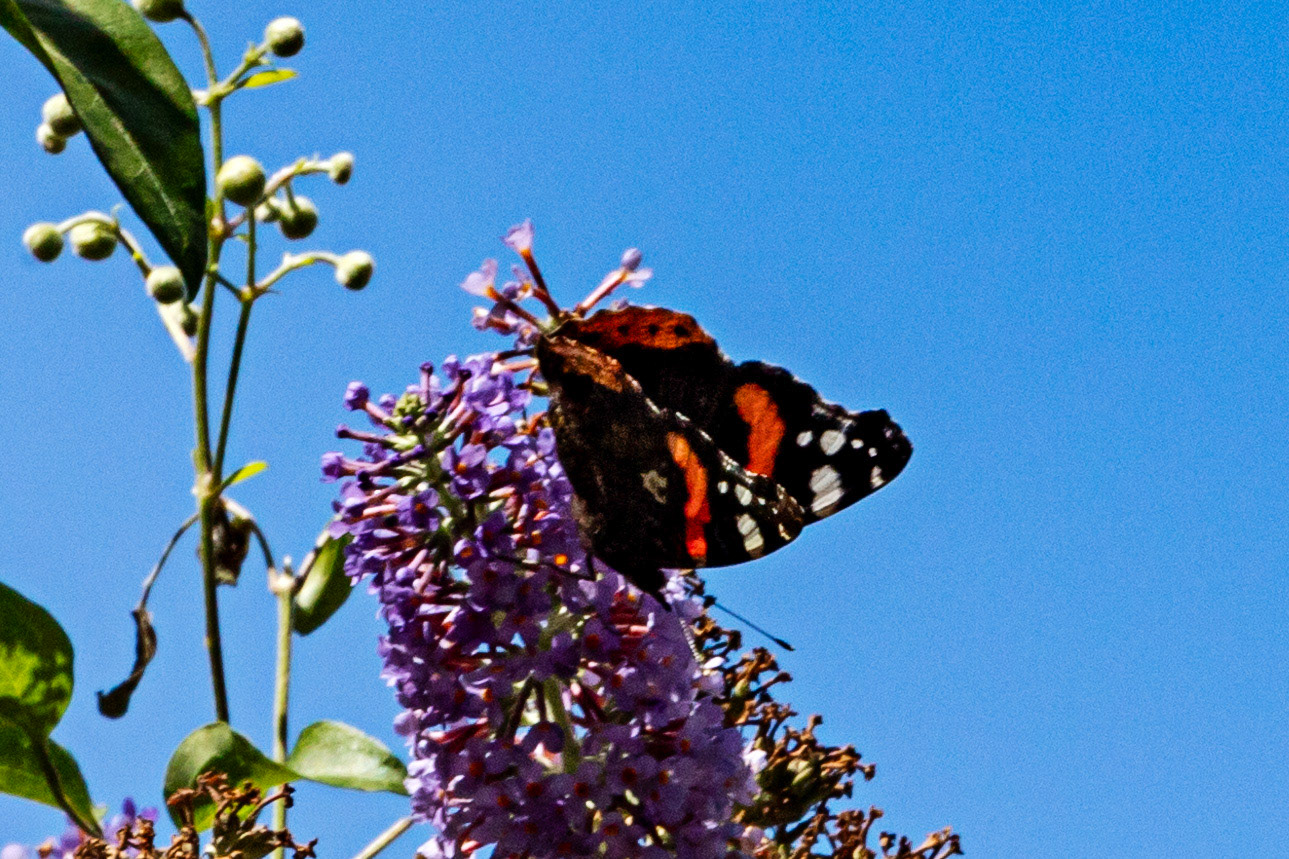 Butterflies- Siena 26 June 2024