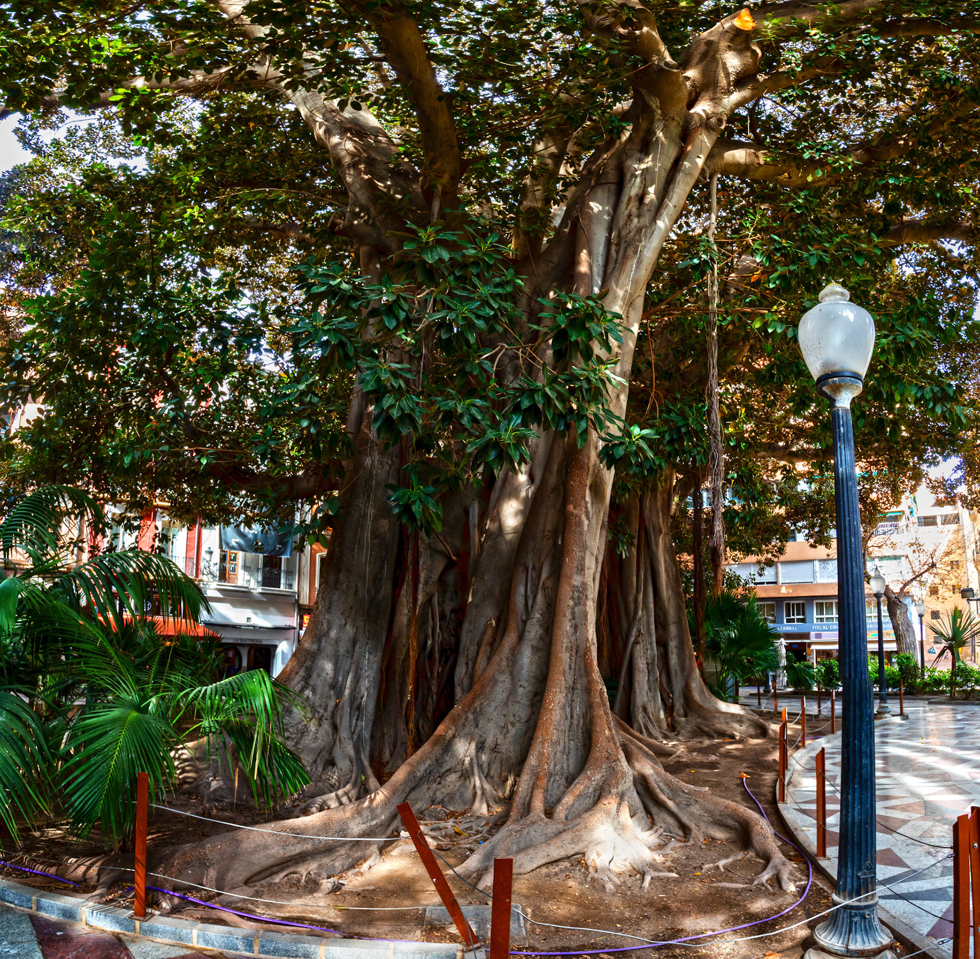 Ficus macrophylla - Mangrove Trees in Alicante Squares 20 March 2024