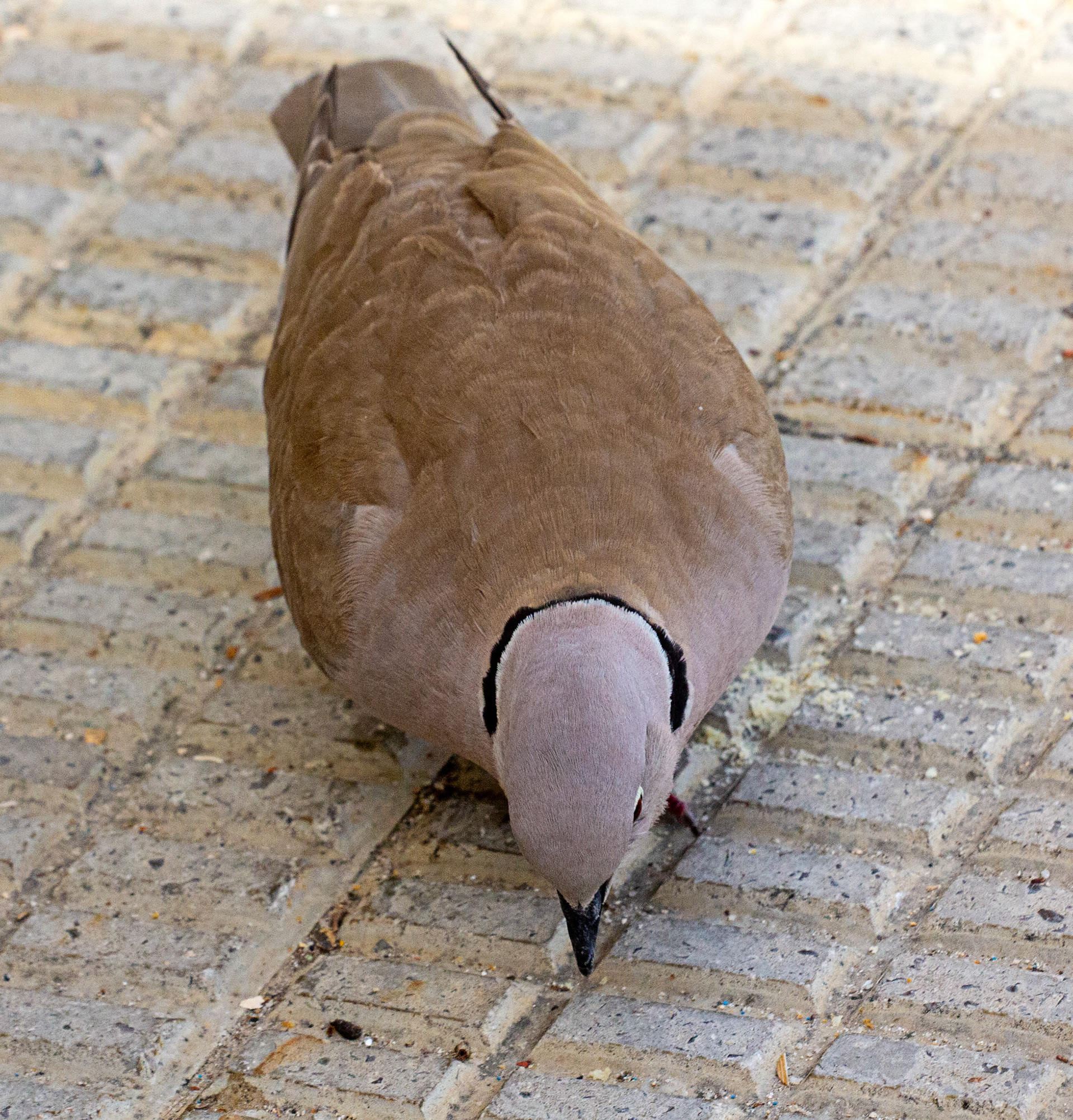 Collared Dove in Altea 18 March 2024