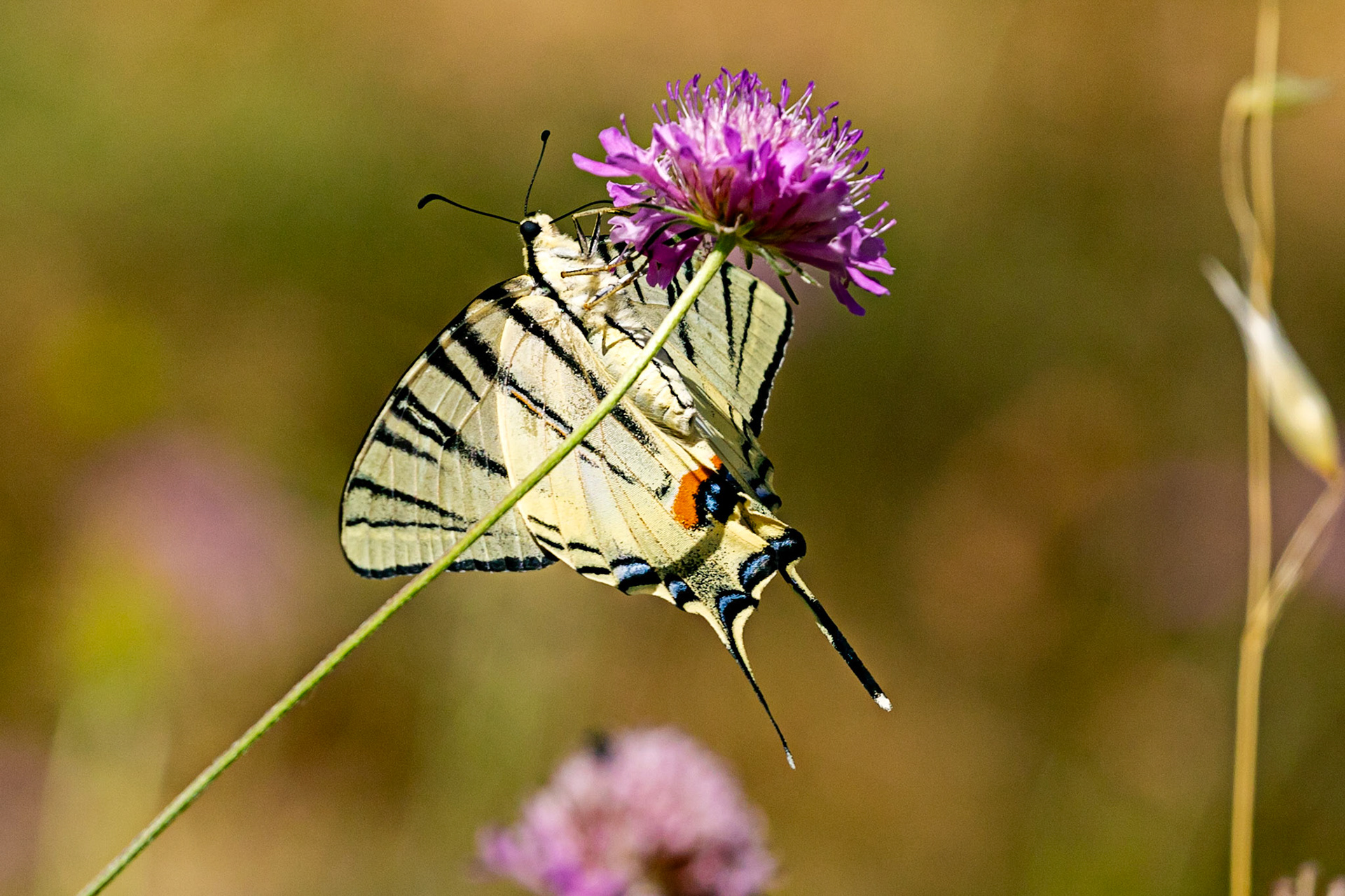 Monteriggioni 22 June 2024