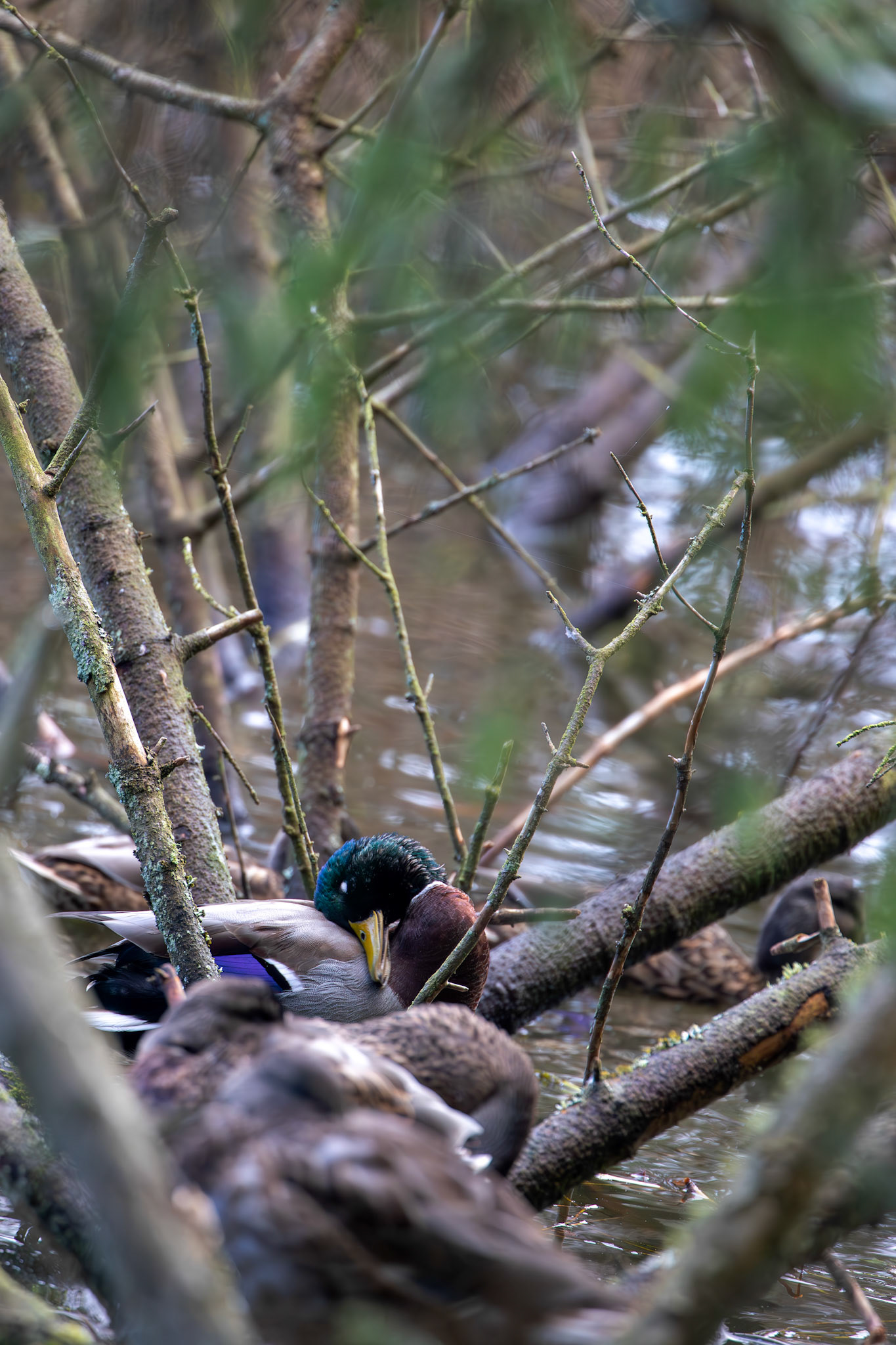 Mallard at Beecraigs 24 September 2024