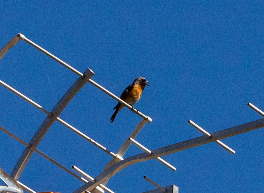 Common Redstart - Siena 27 June 2024