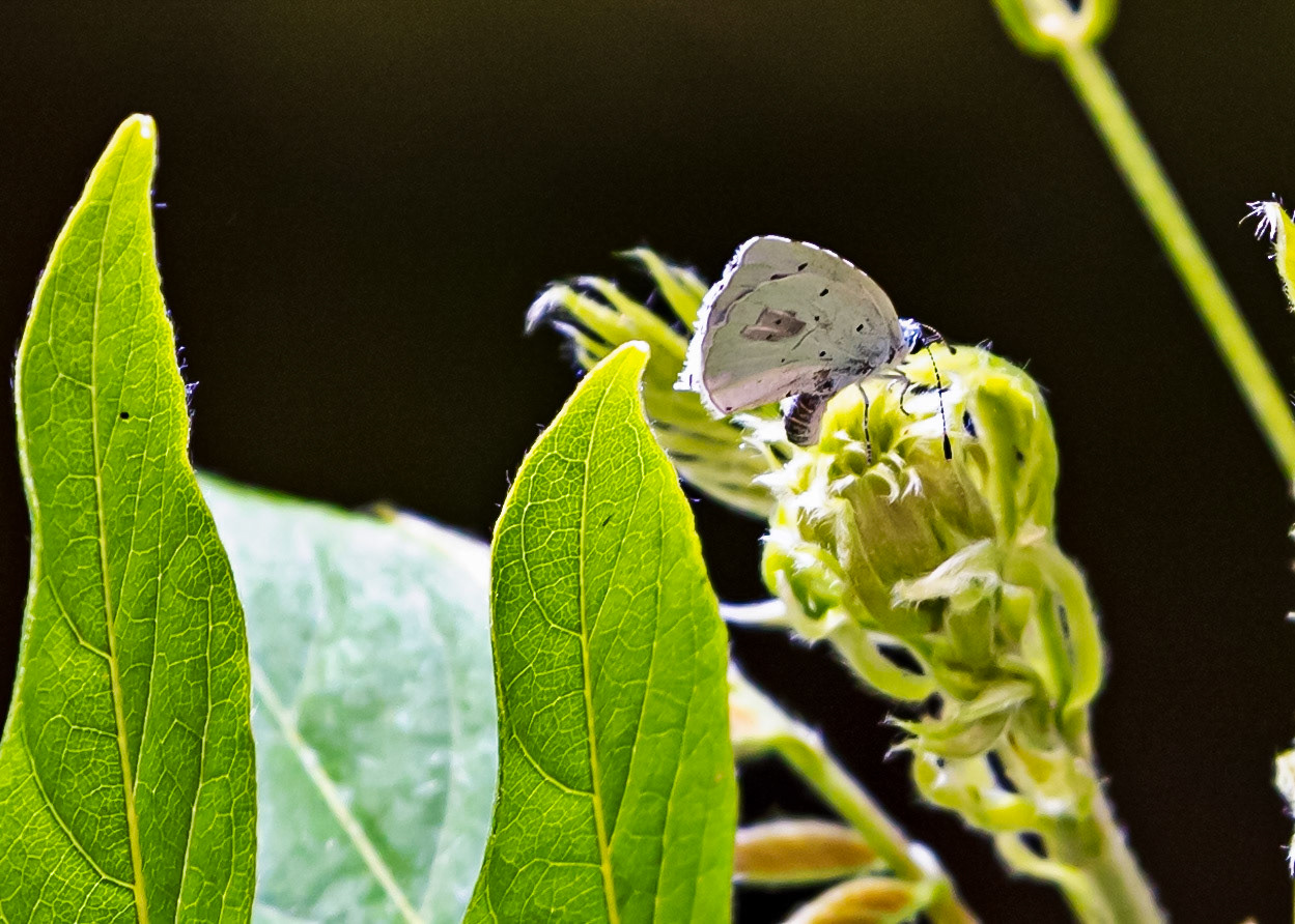 Butterflies in Siena Botanics 19 June 2024
