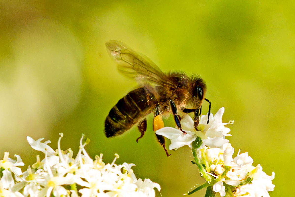 Insects in Livingston 08 July 2024