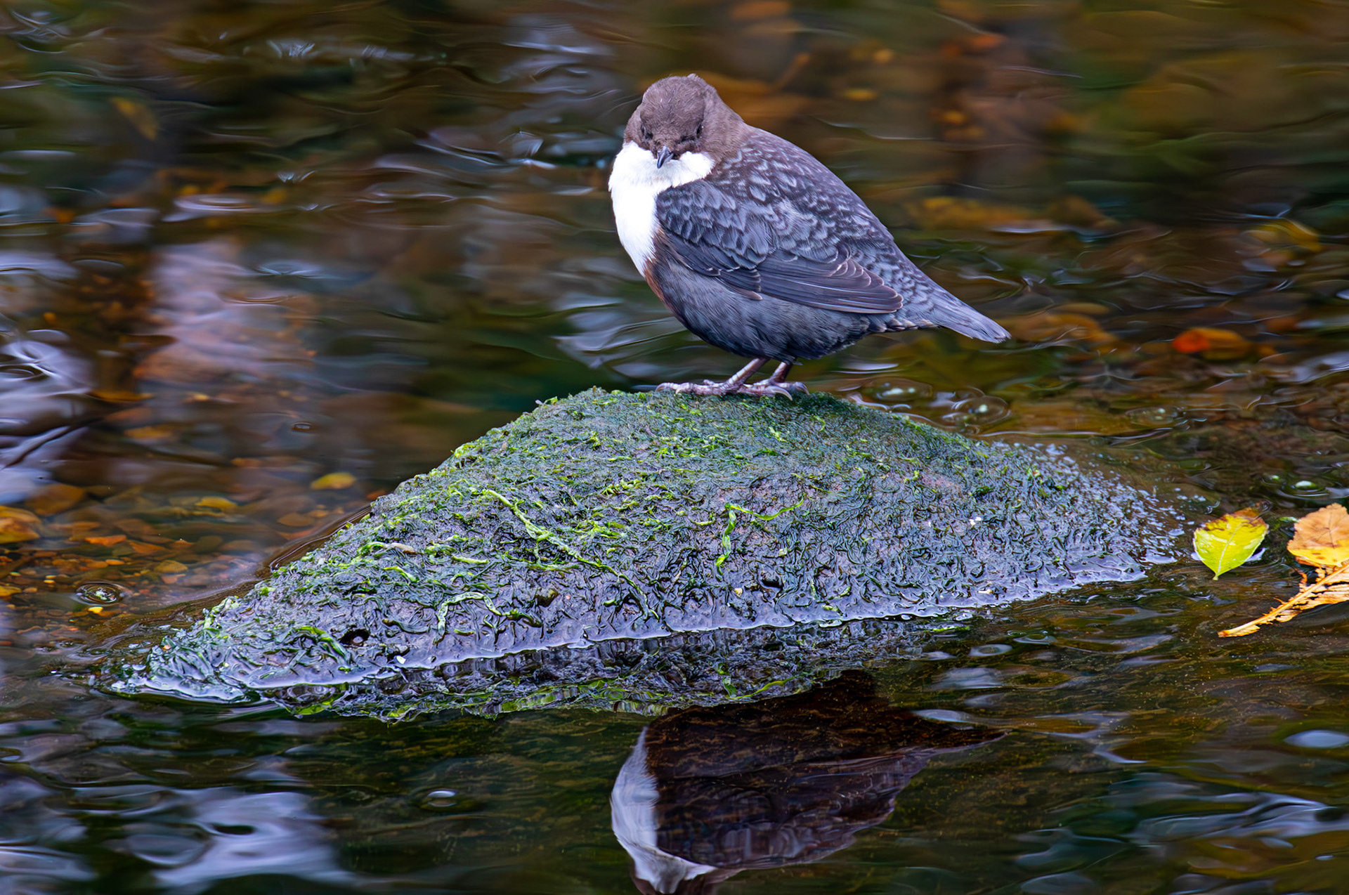 Largs 08 October 2024