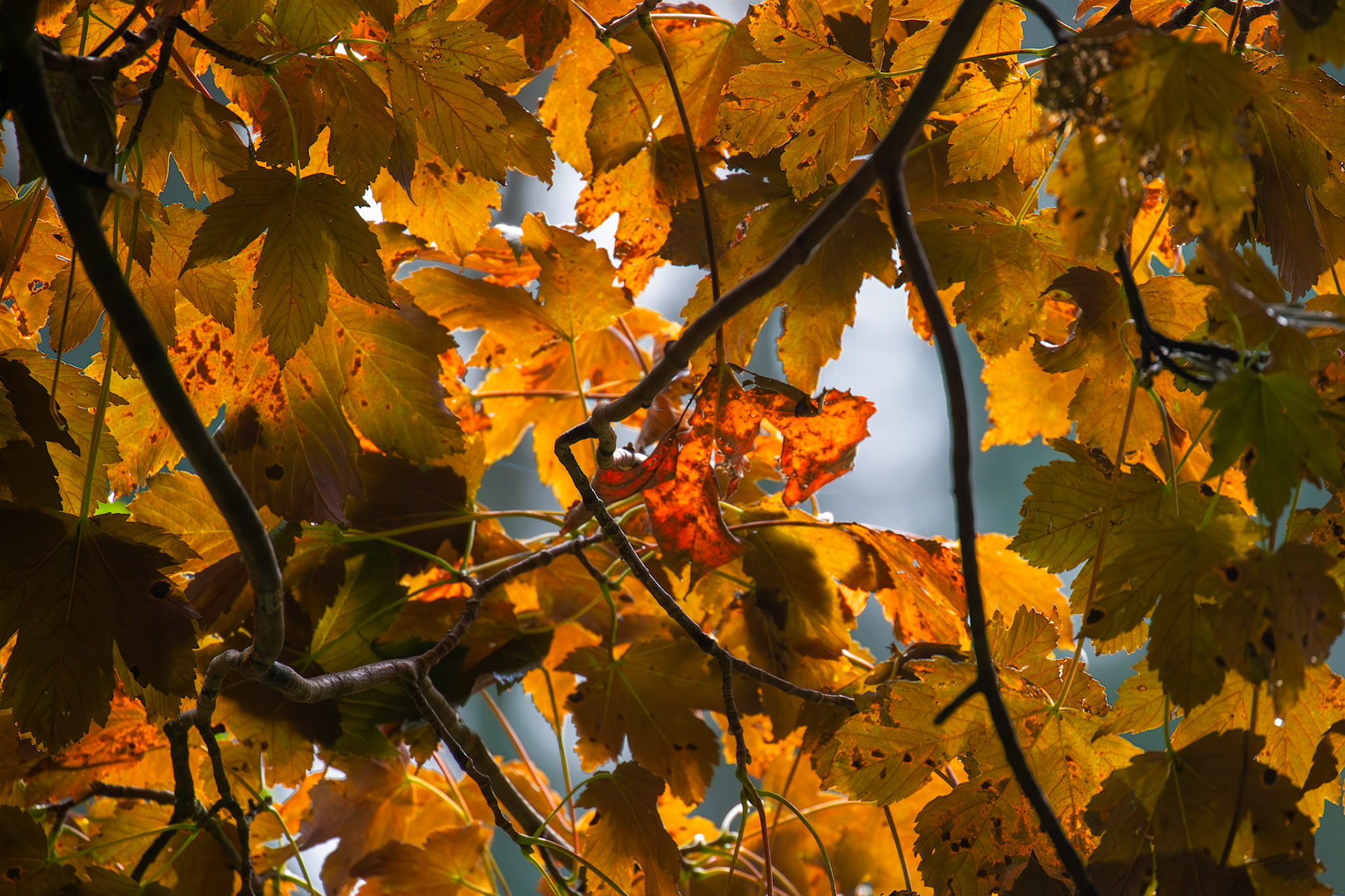 Beecraigs 24 September 2024