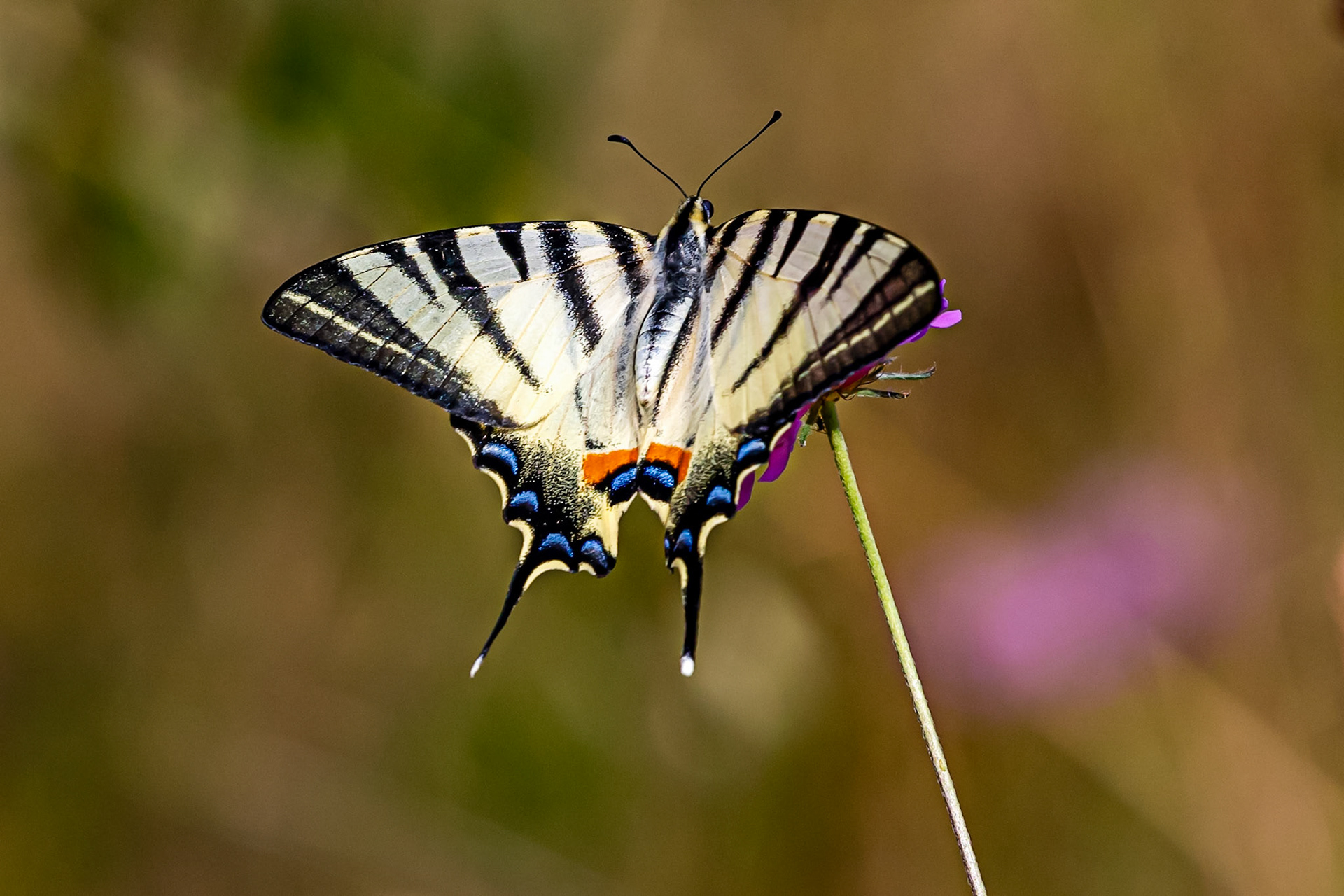 Monteriggioni 22 June 2024