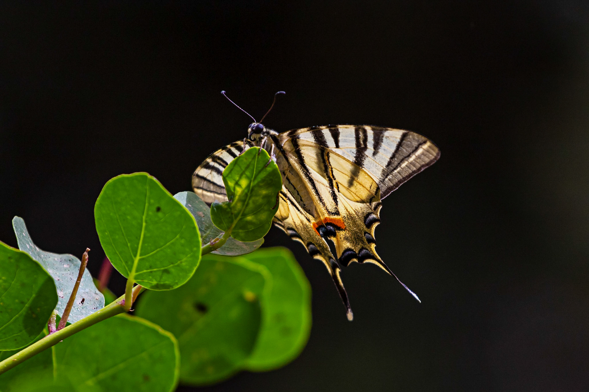 Scarce Swallowtail in the Medici Fort - Siena 21 June 2024