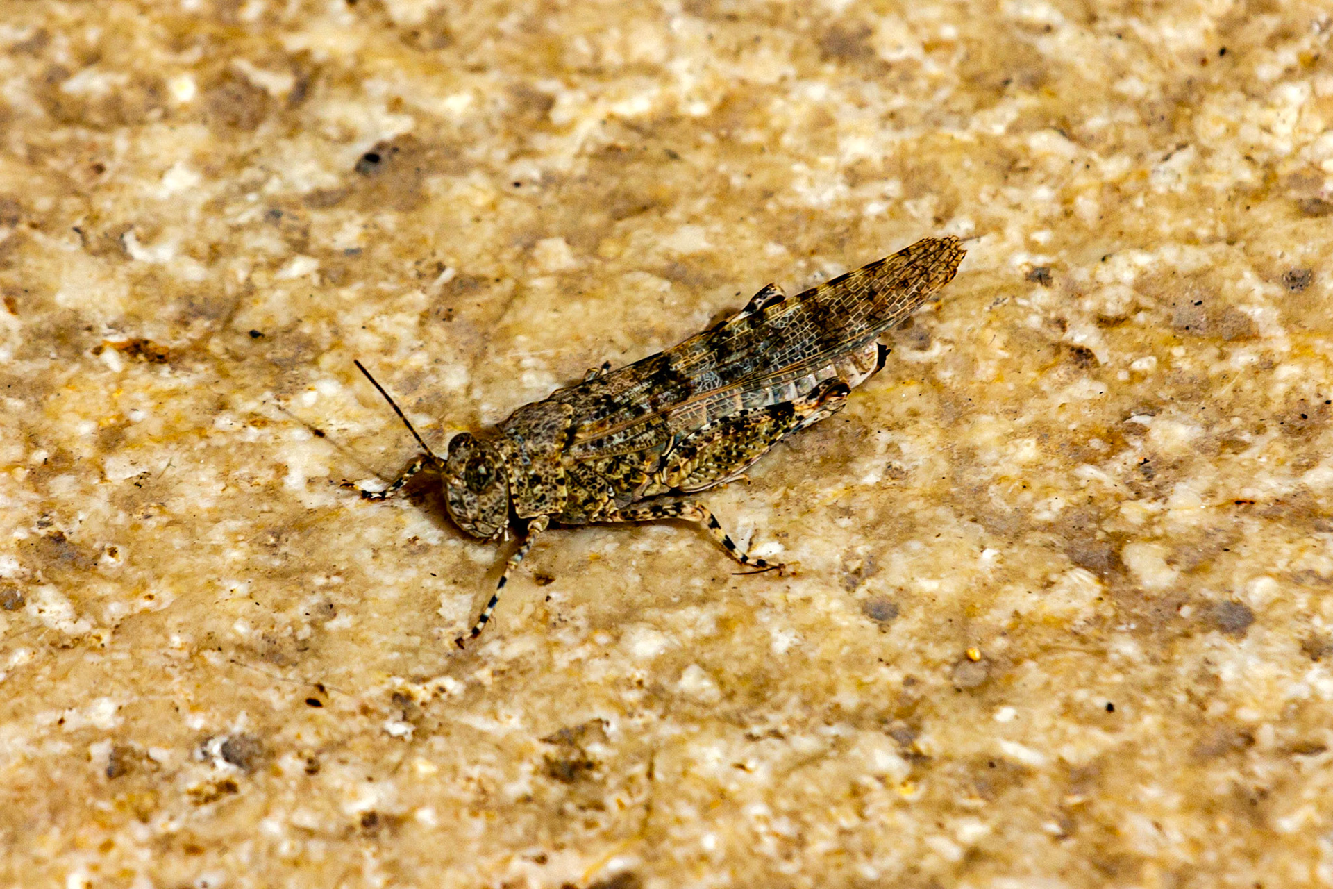 Santa Cruz, Alicante 19 March 2024