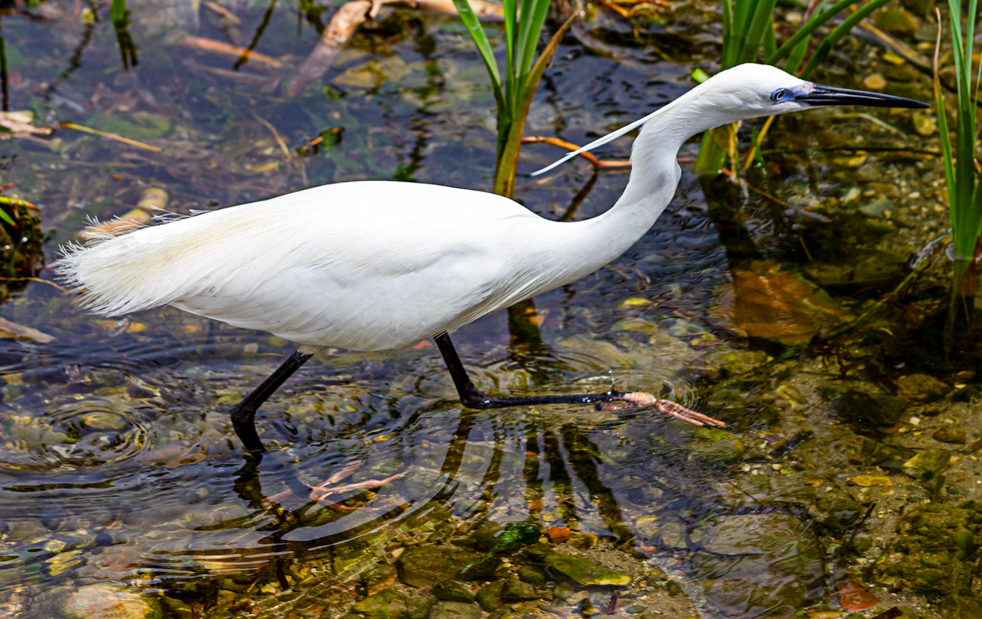 Little Egret at Villajoyosa (La Vila Joiosa) 21 March 2024