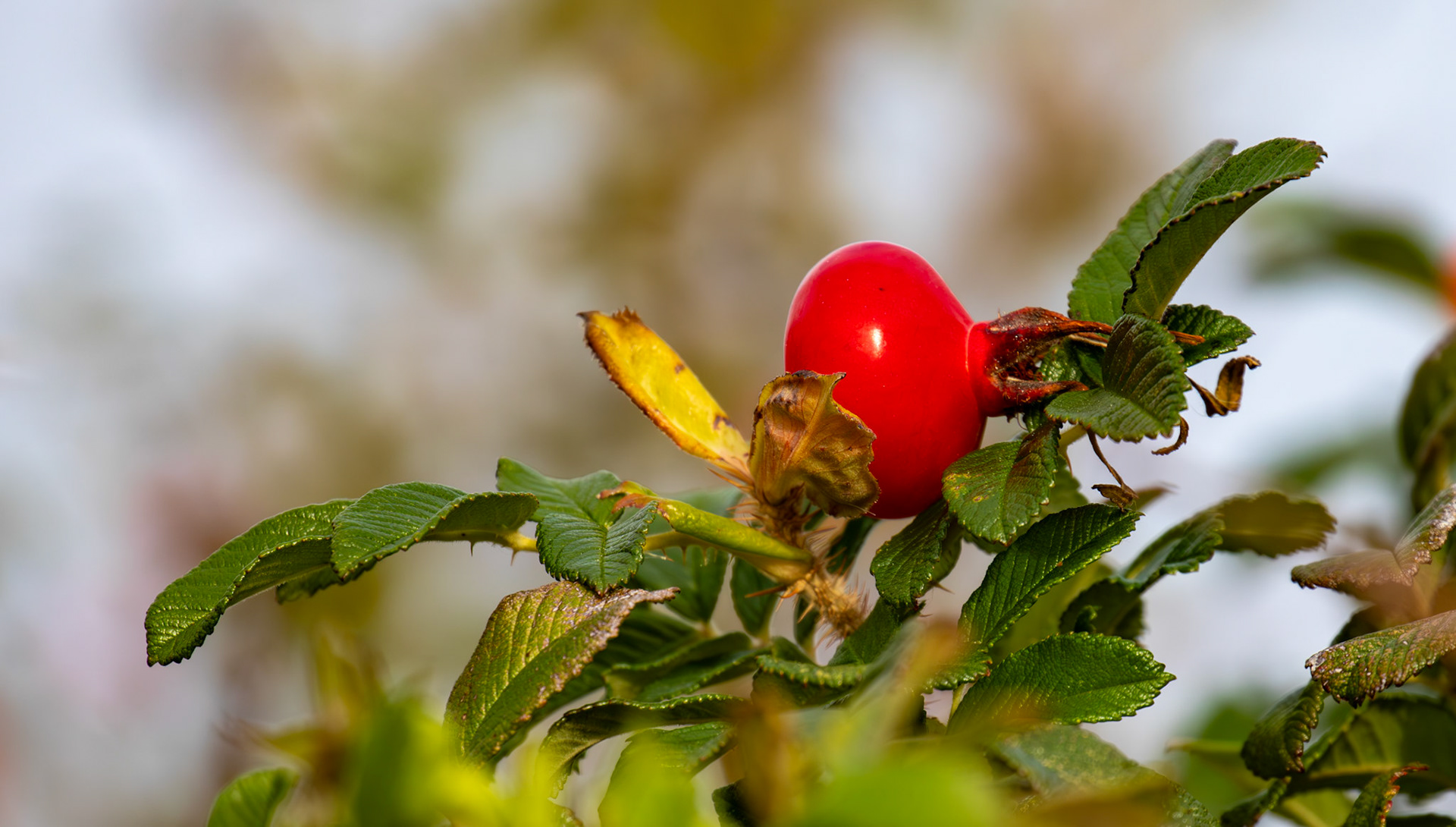 Skateraw 29 Sept 2024