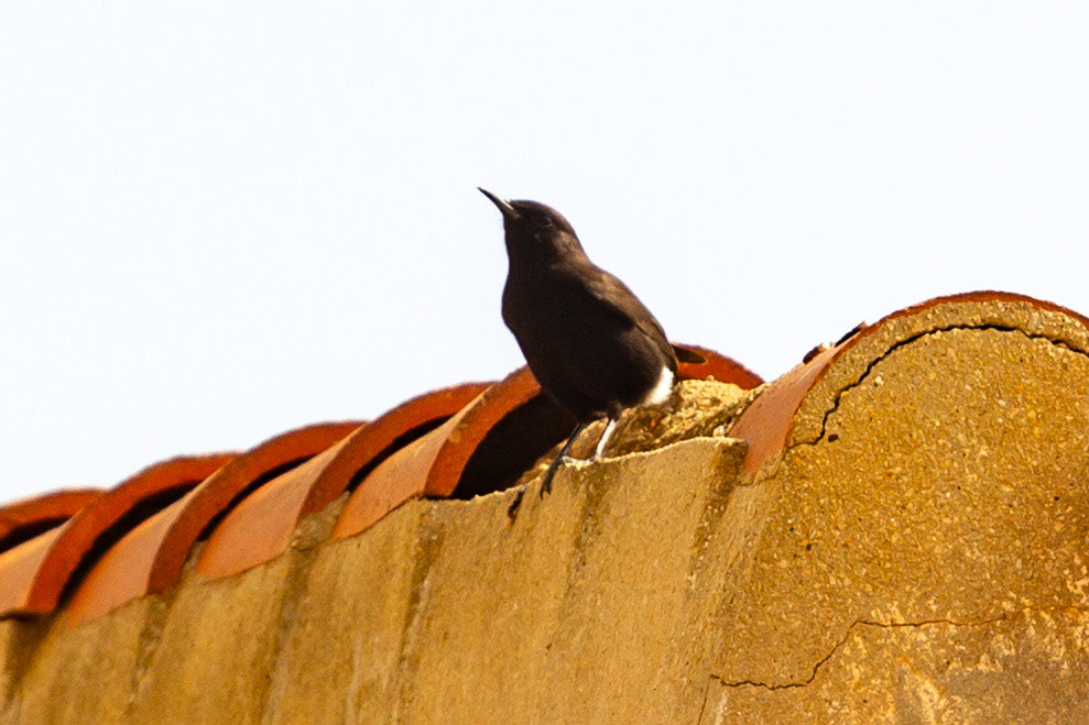 Santa Cruz, Alicante 19 March 2024