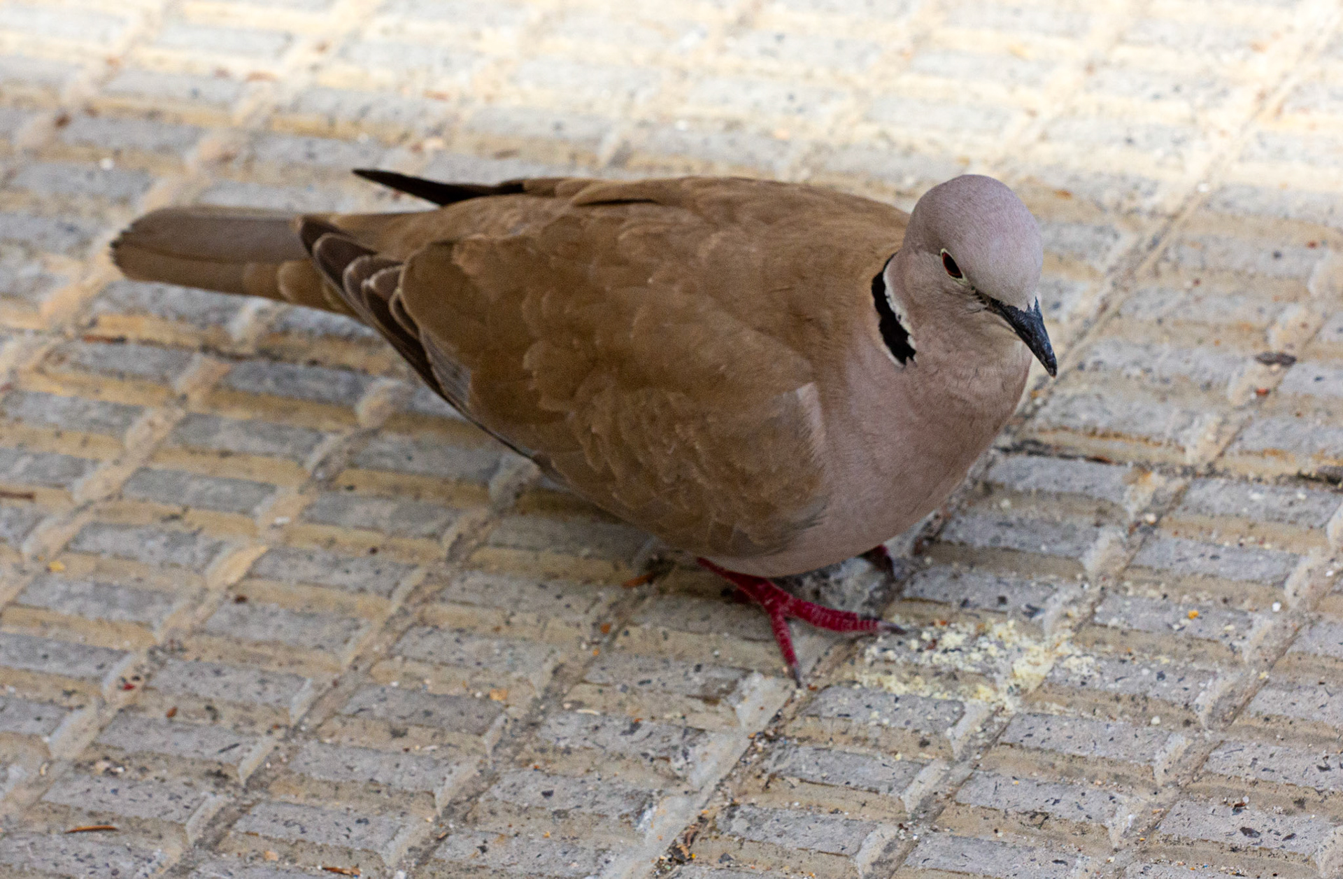 Collared Dove in Altea 18 March 2024
