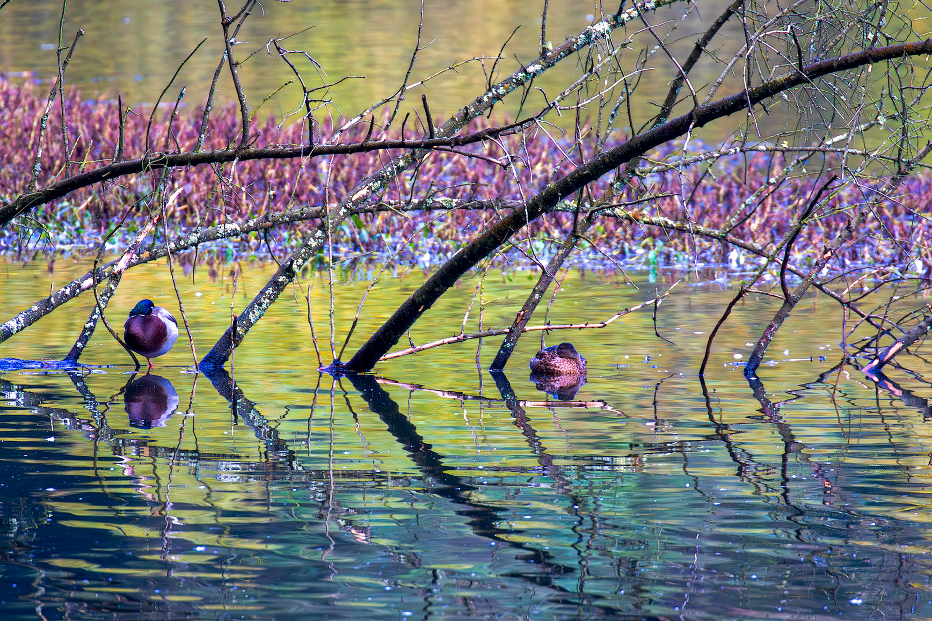 Mallard at Beecraigs 24 September 2024