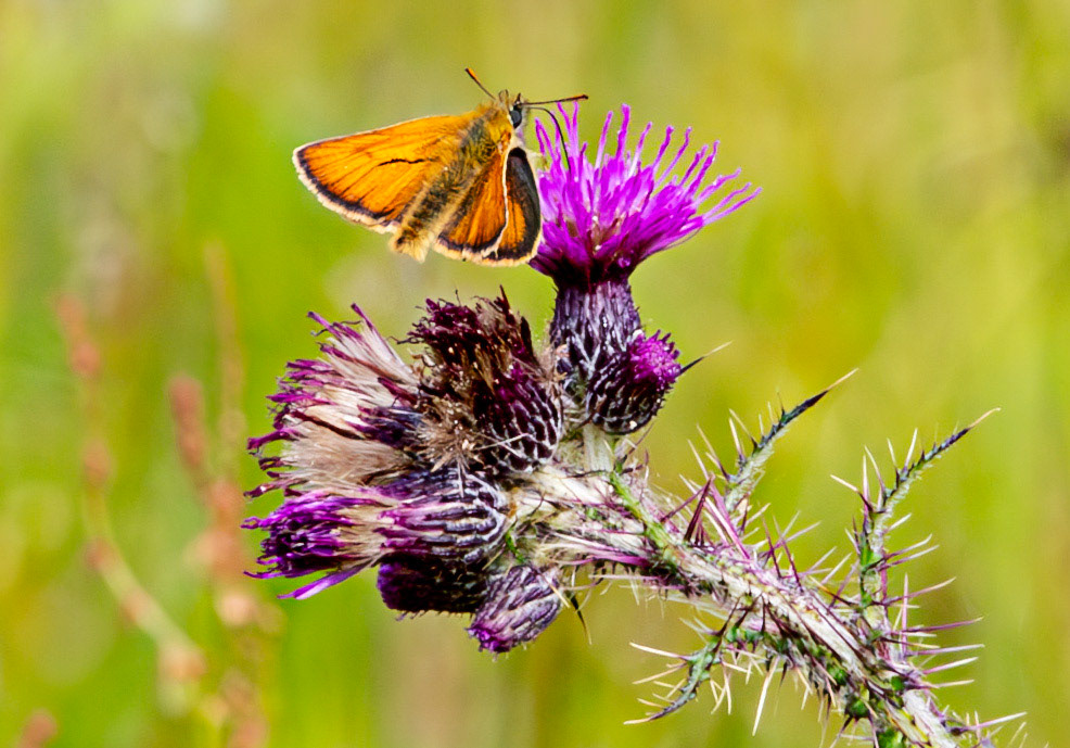 Herperrig Insects 23 July 2024