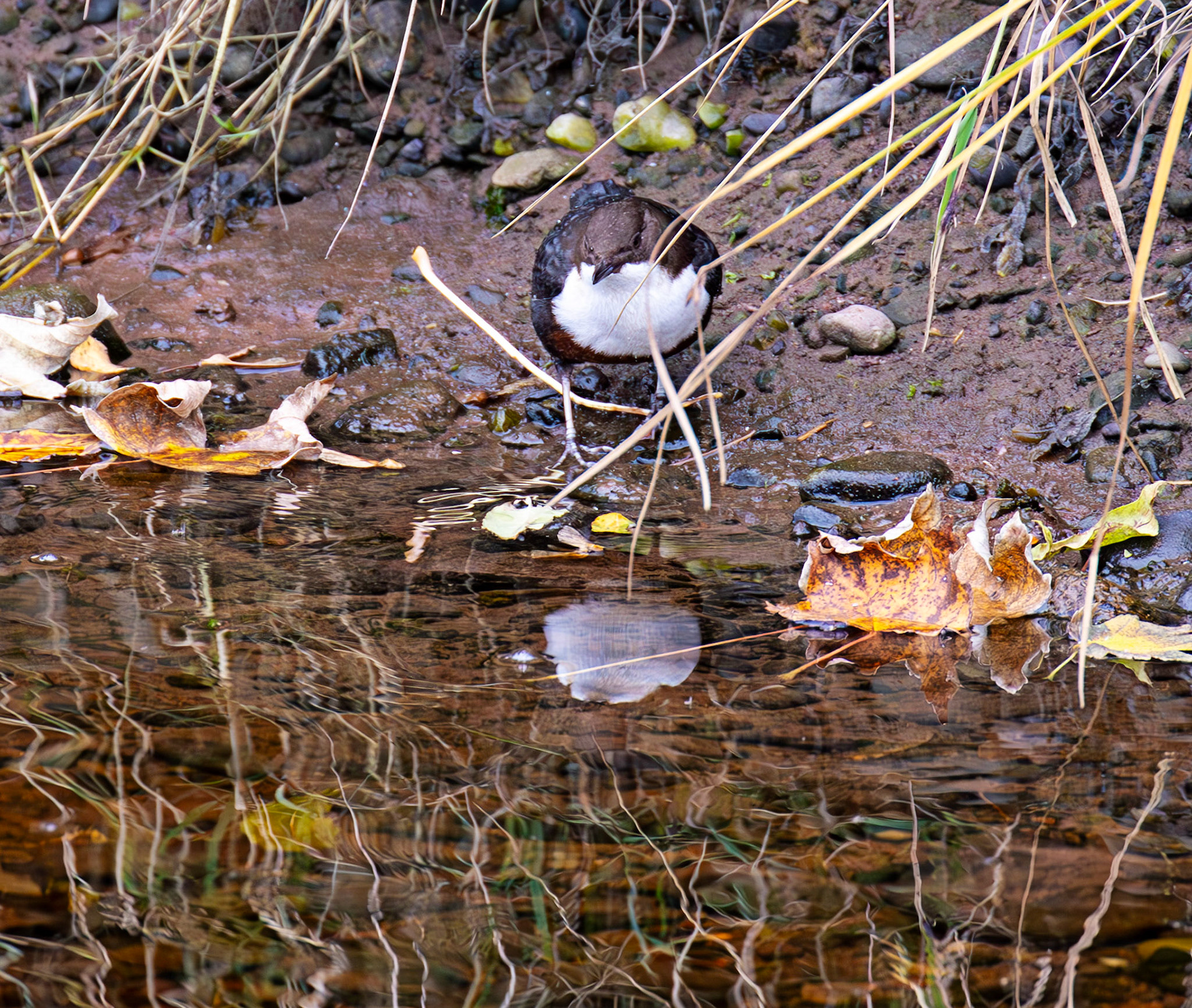 Largs 08 October 2024