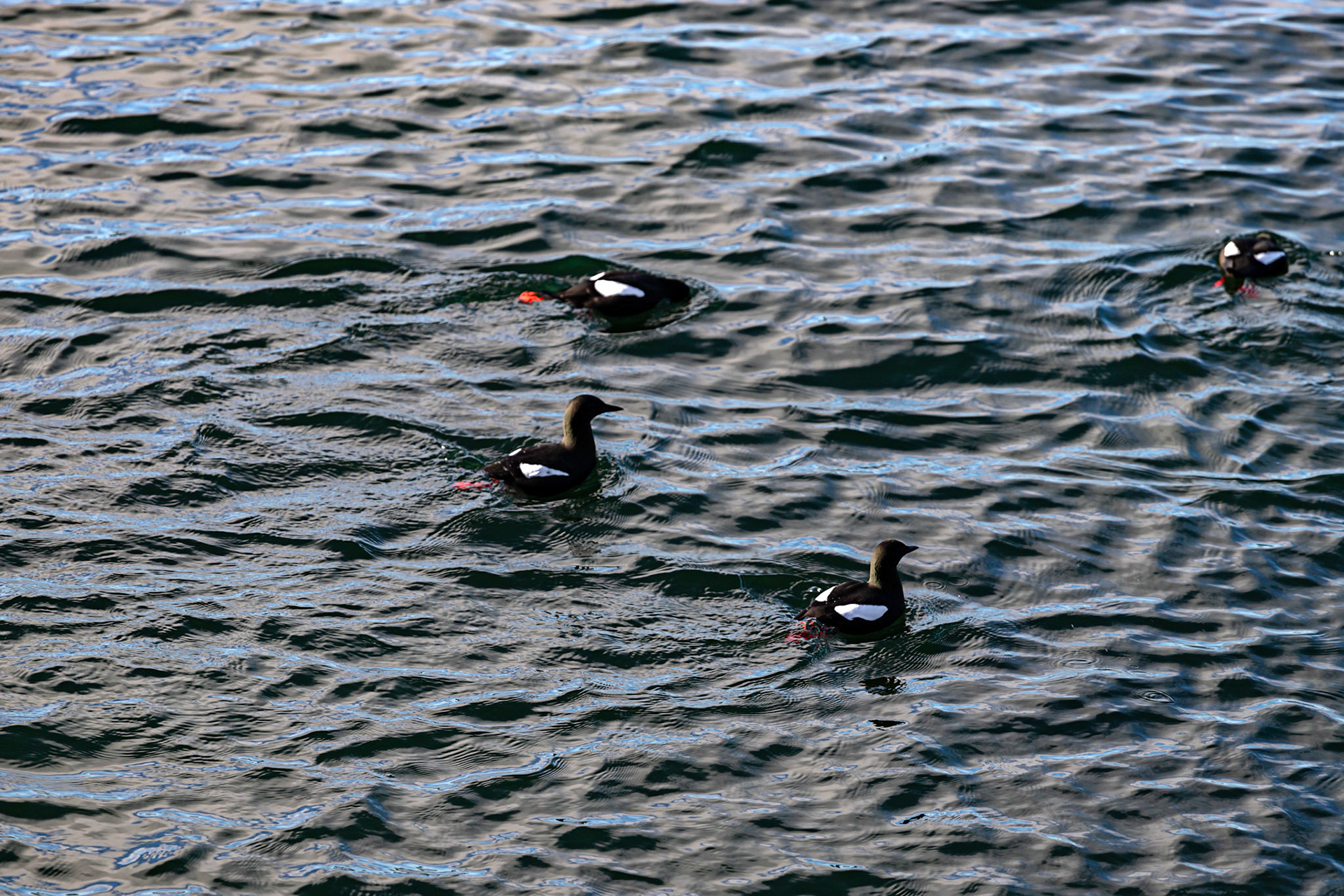 Oban  25 February 2023