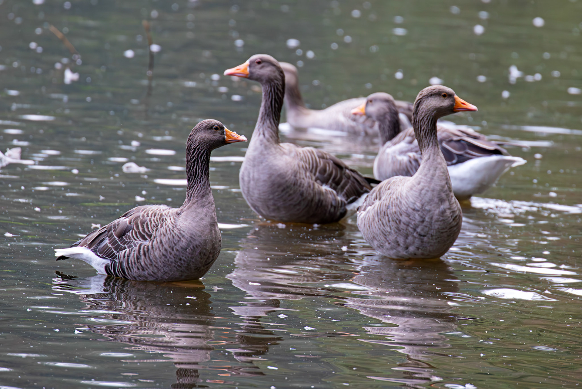 Greylag Geese at Beecraigs 24 September 2024