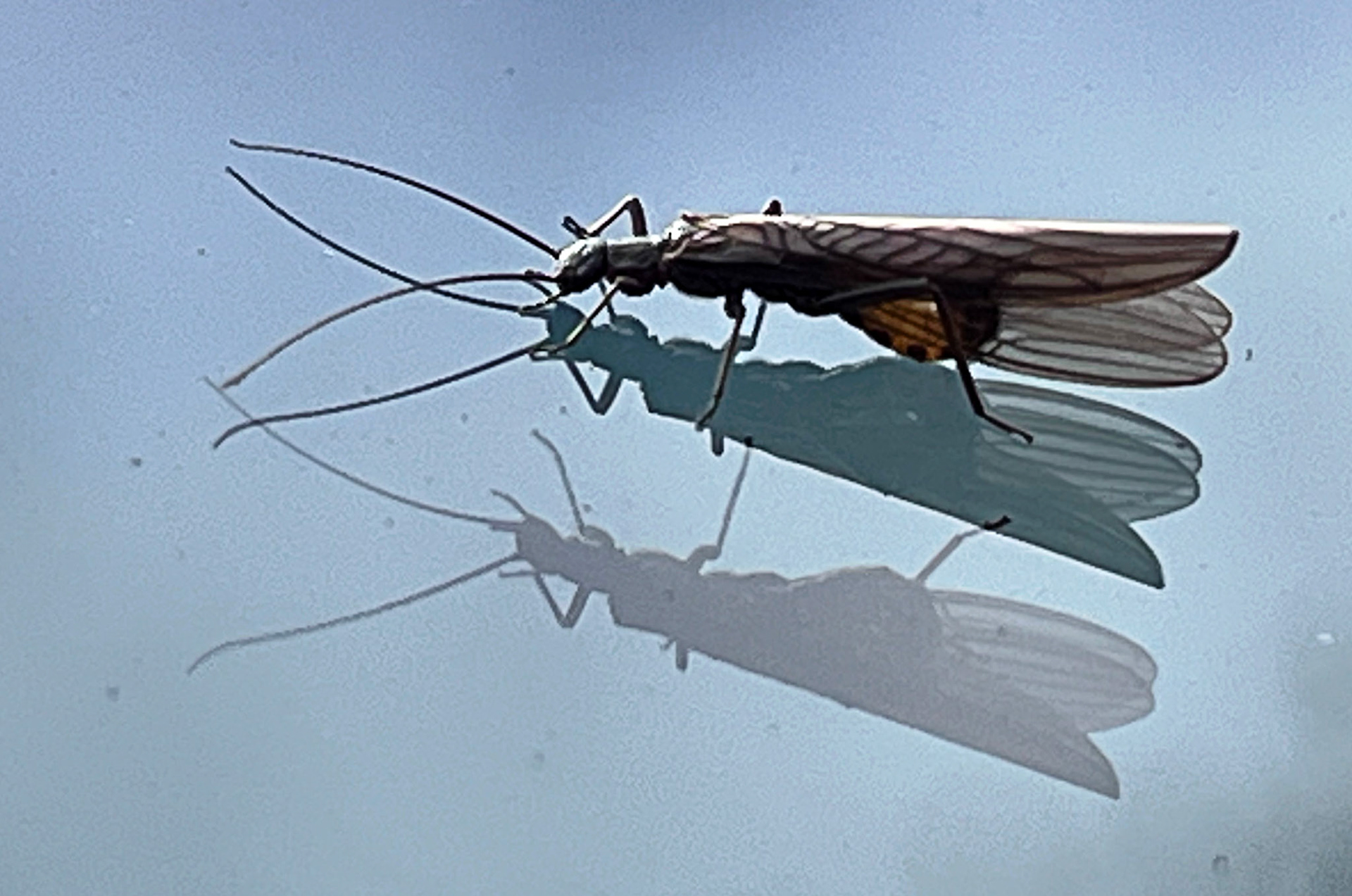Insects on windscreen in Callendar Park, Falkirk. 05 October 2024