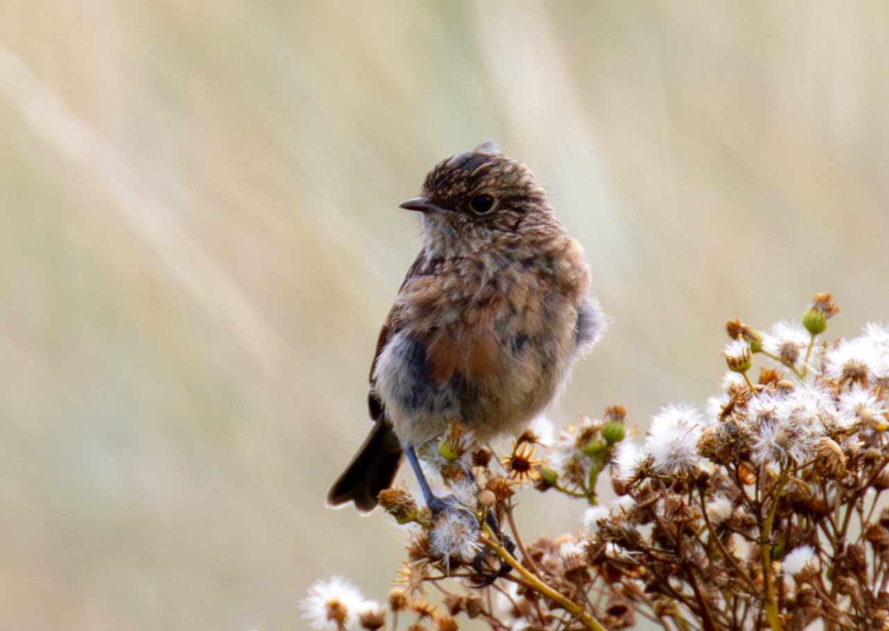 Stonechat at Barns  Ness 25 Sept 2024