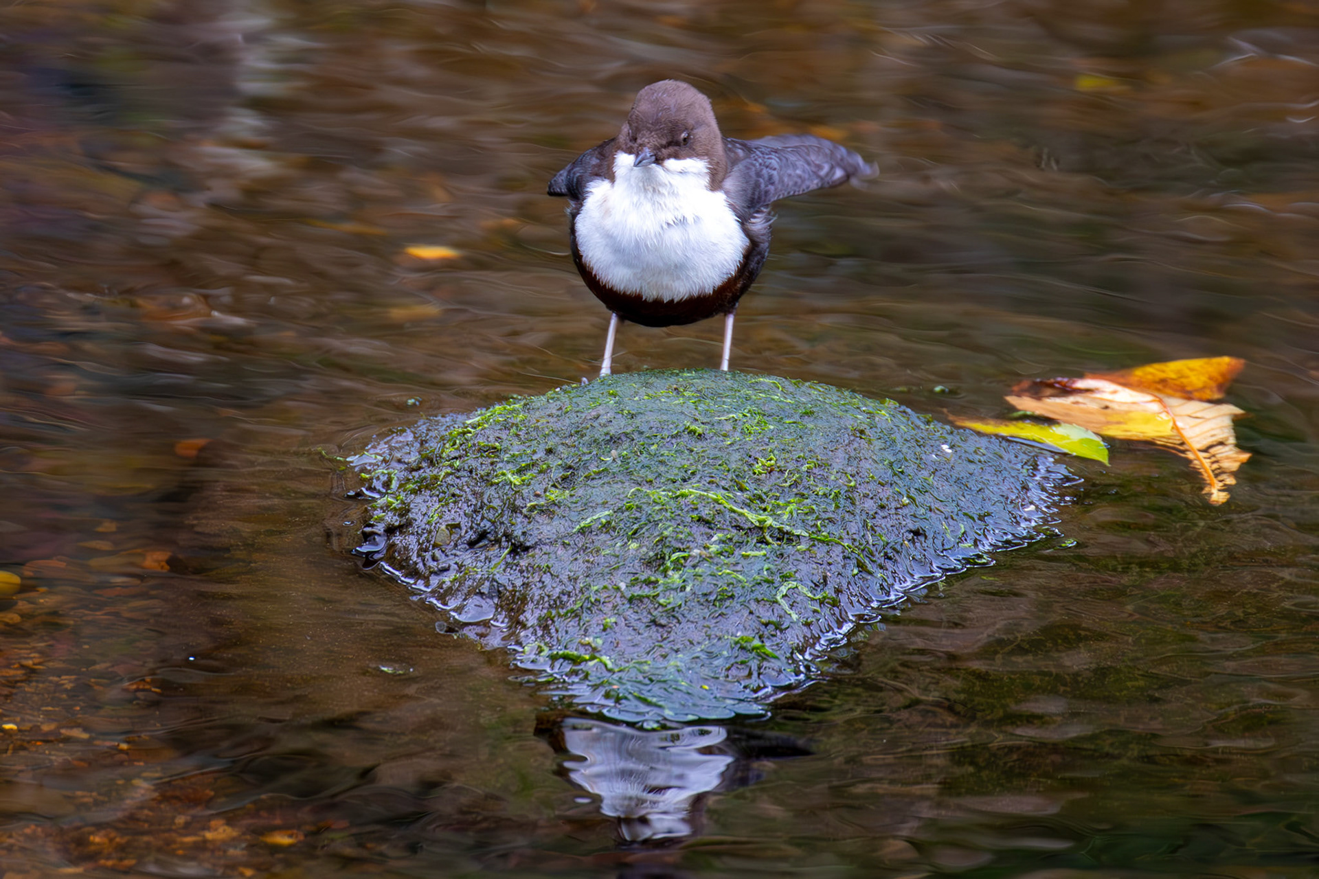 Largs 08 October 2024