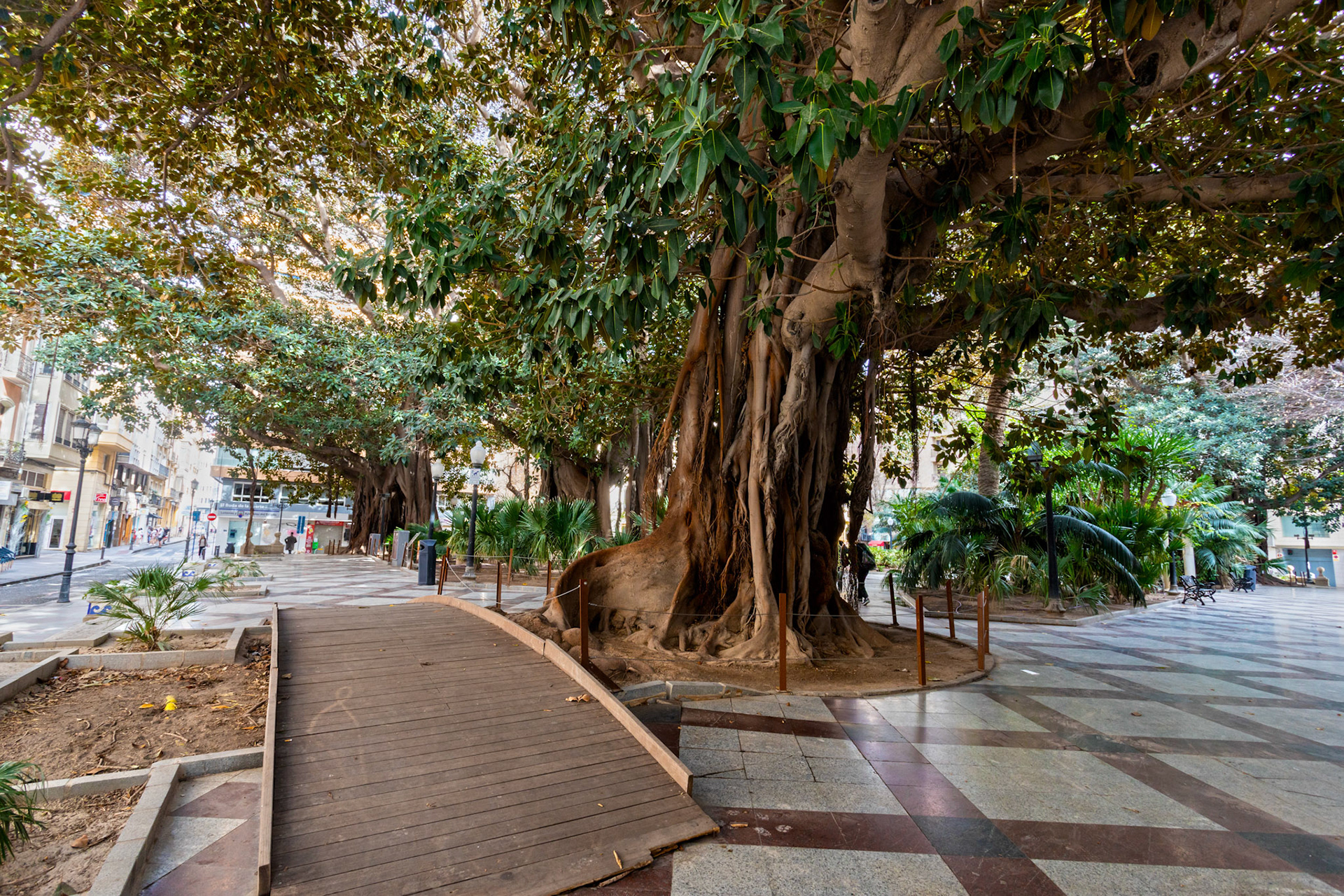 Ficus macrophylla - Mangrove Trees in Alicante Squares 20 March 2024