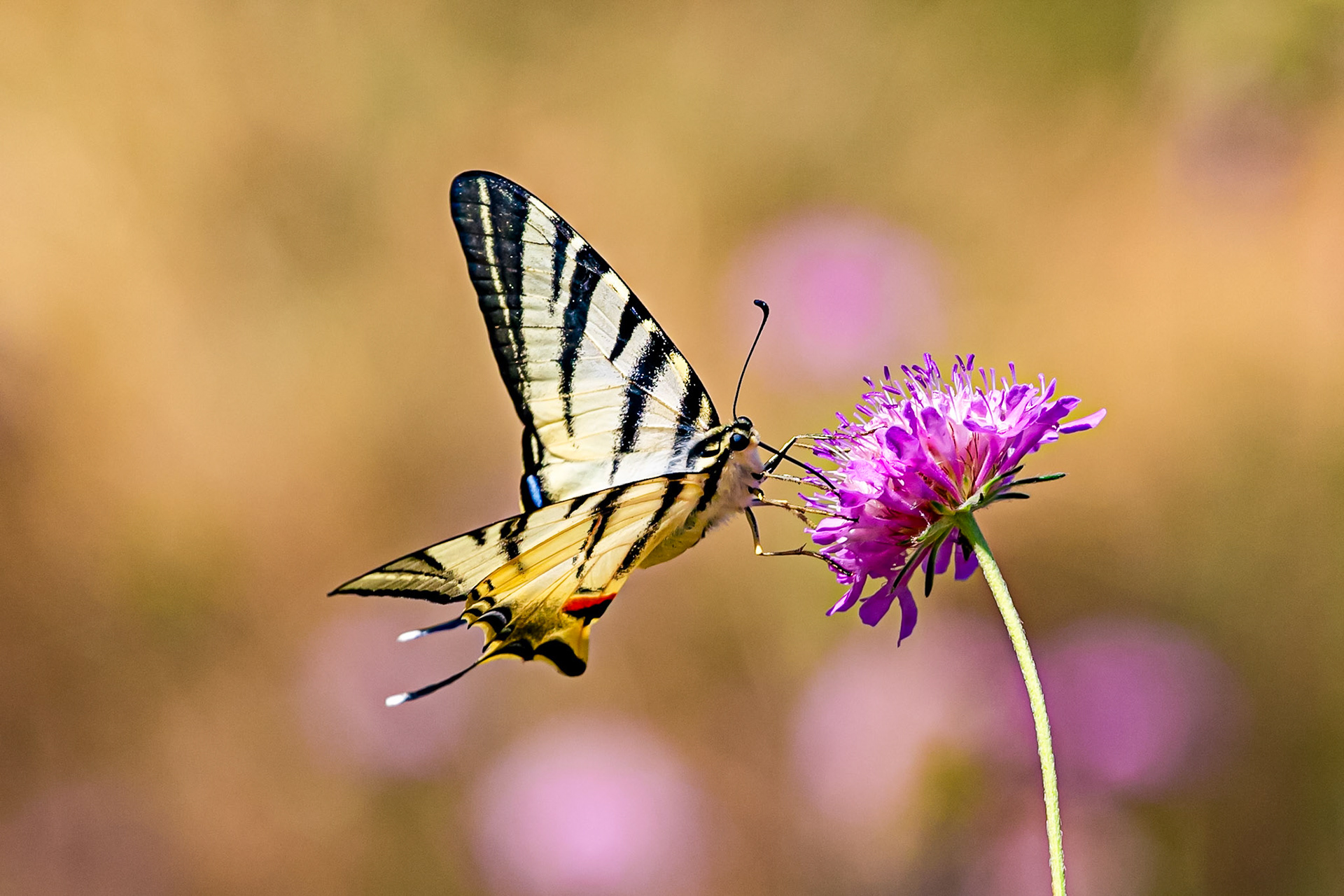 Monteriggioni 22 June 2024